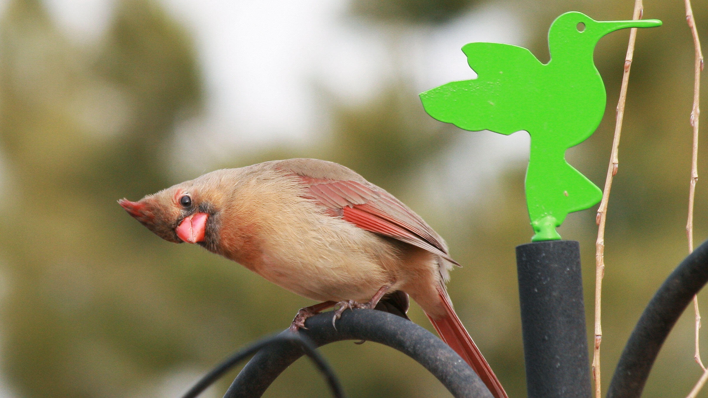 How To Use Ebird Audubon
