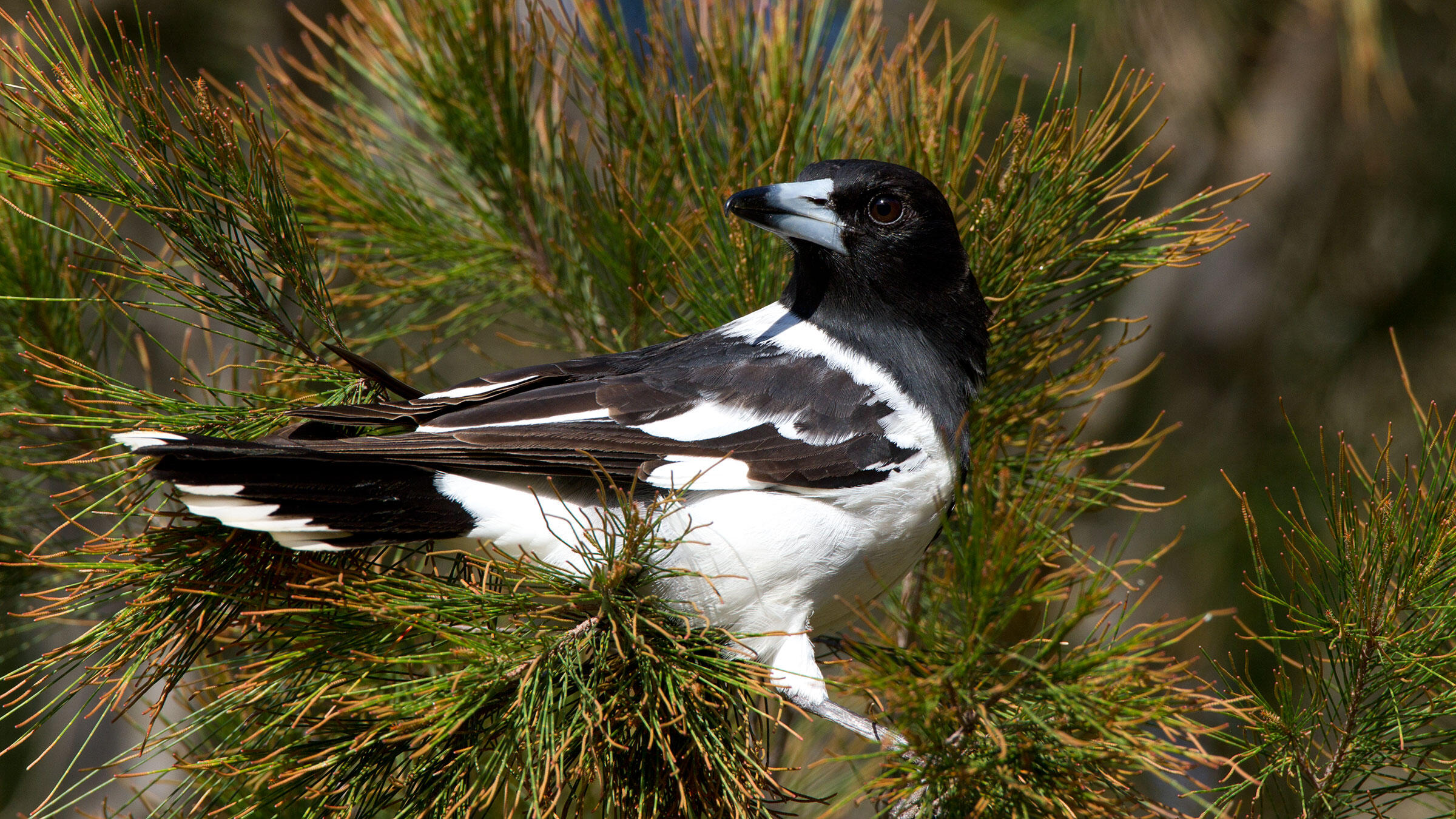 Pied Butcherbirds, Virtuosos of the Bird World, Croon Like Jazz Singers