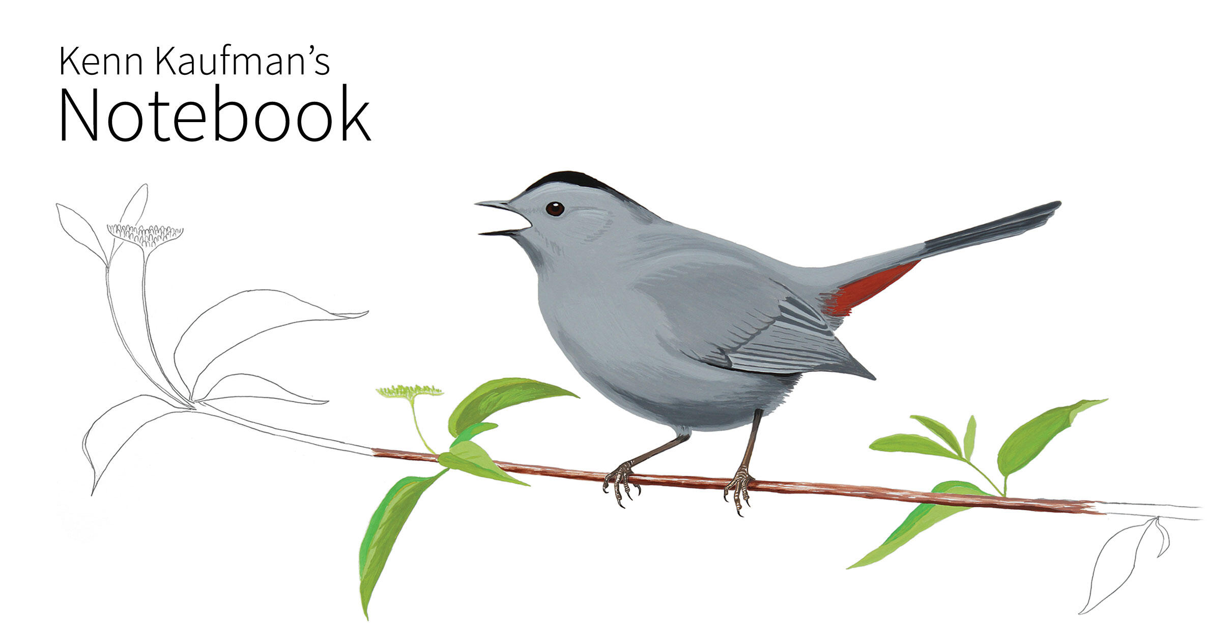 The Catbird Has A Simple Trick To Outsmart Brood Parasites Audubon