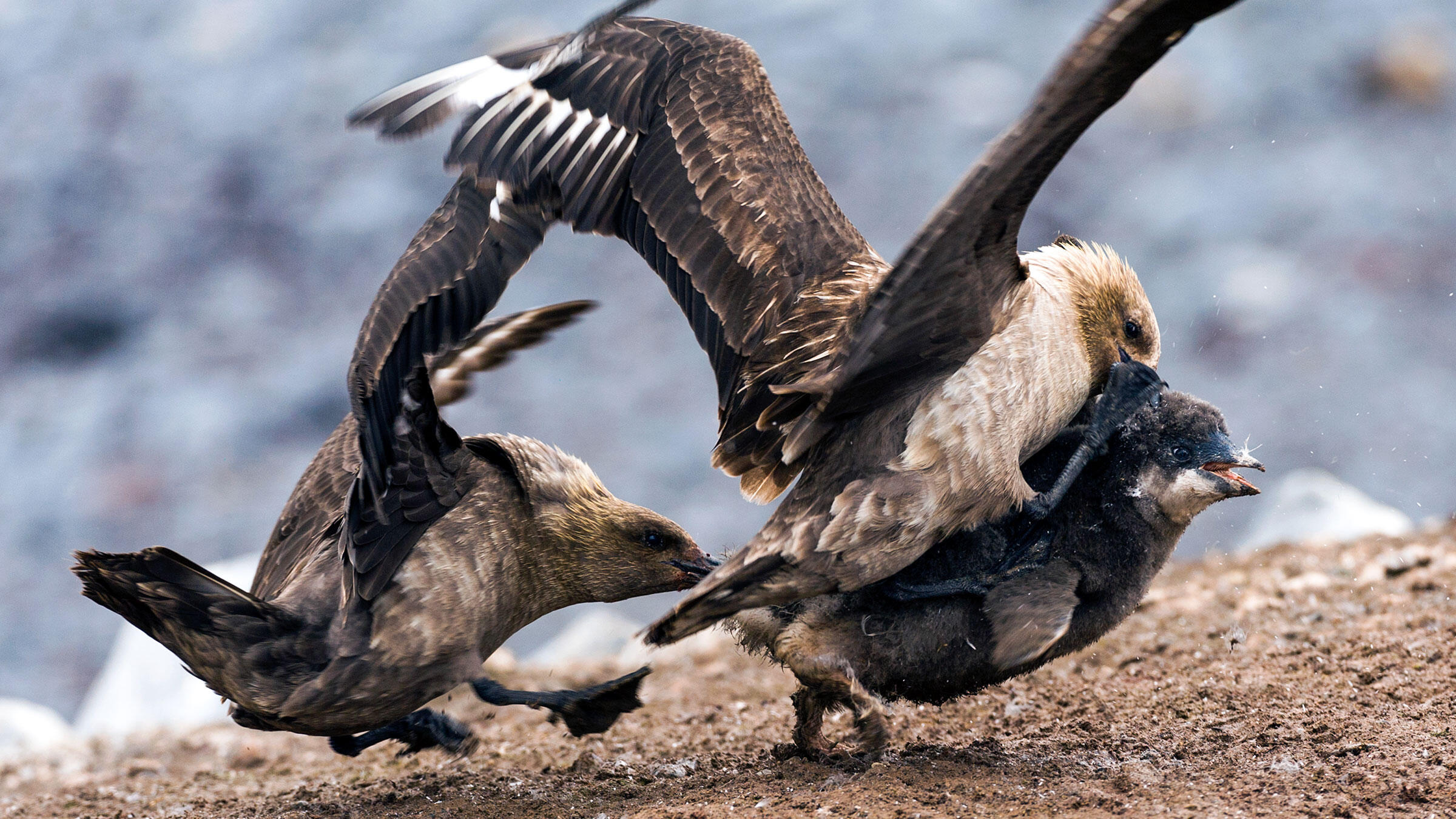 South Polar Skuas Are a Bunch of Bird-Eating Bullies | Audubon