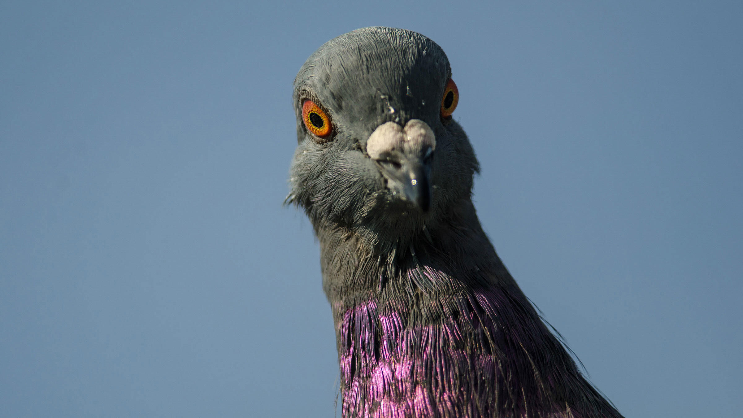 Pigeon Watch Get To Know And Love Our Amazing City Birds Audubon