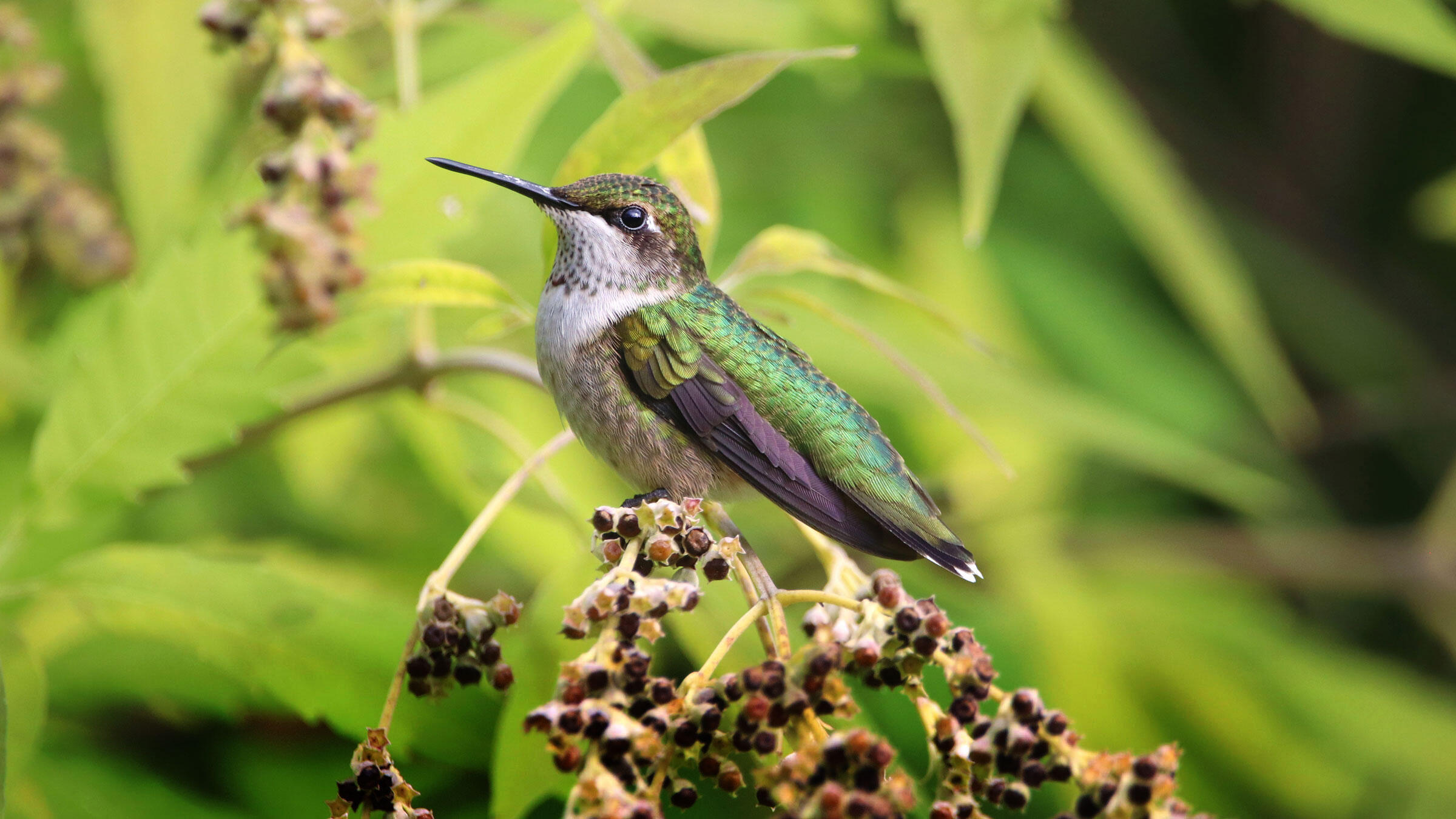 Hummingbirds at Home Audubon