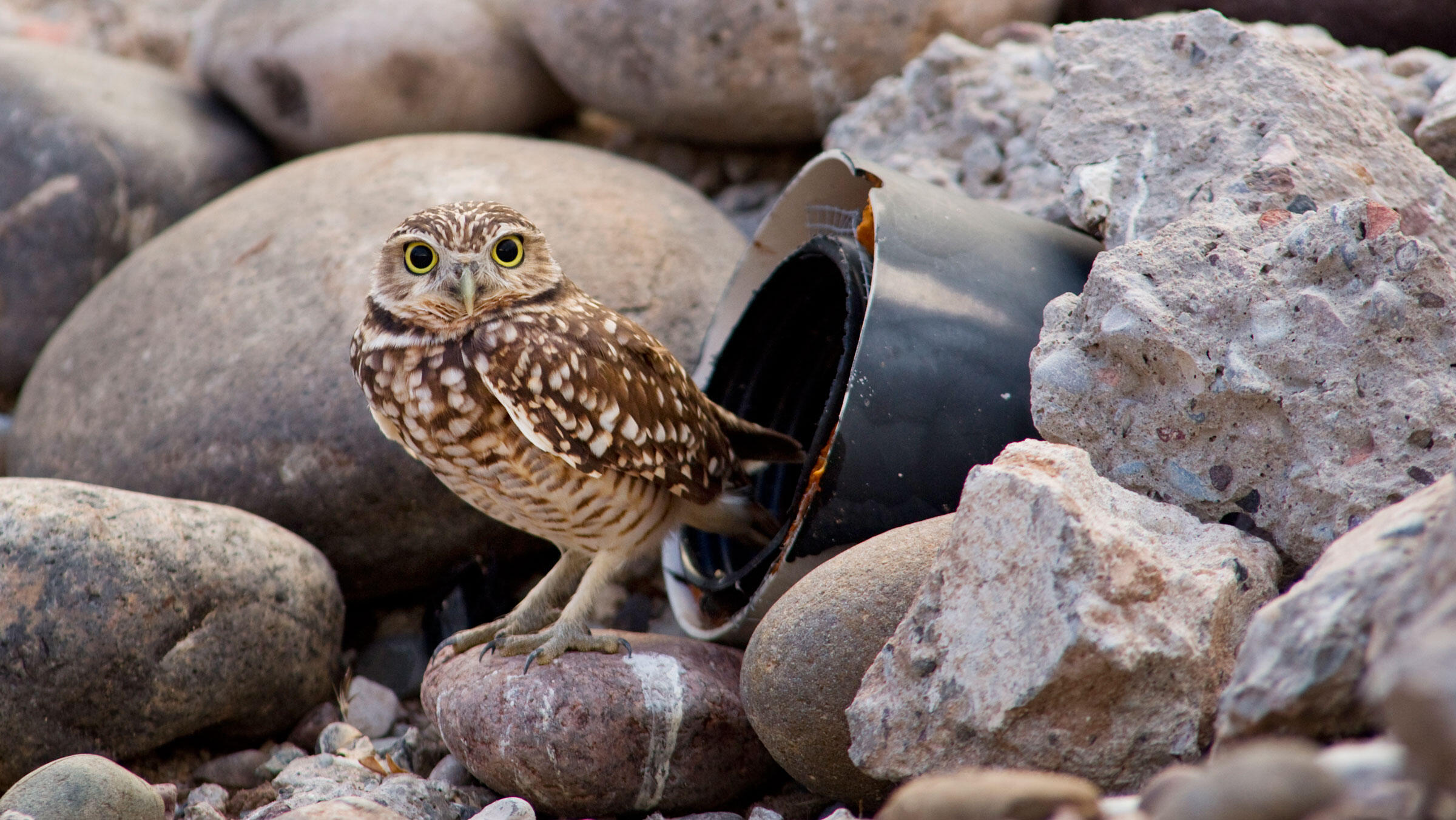 burrowing owl cam