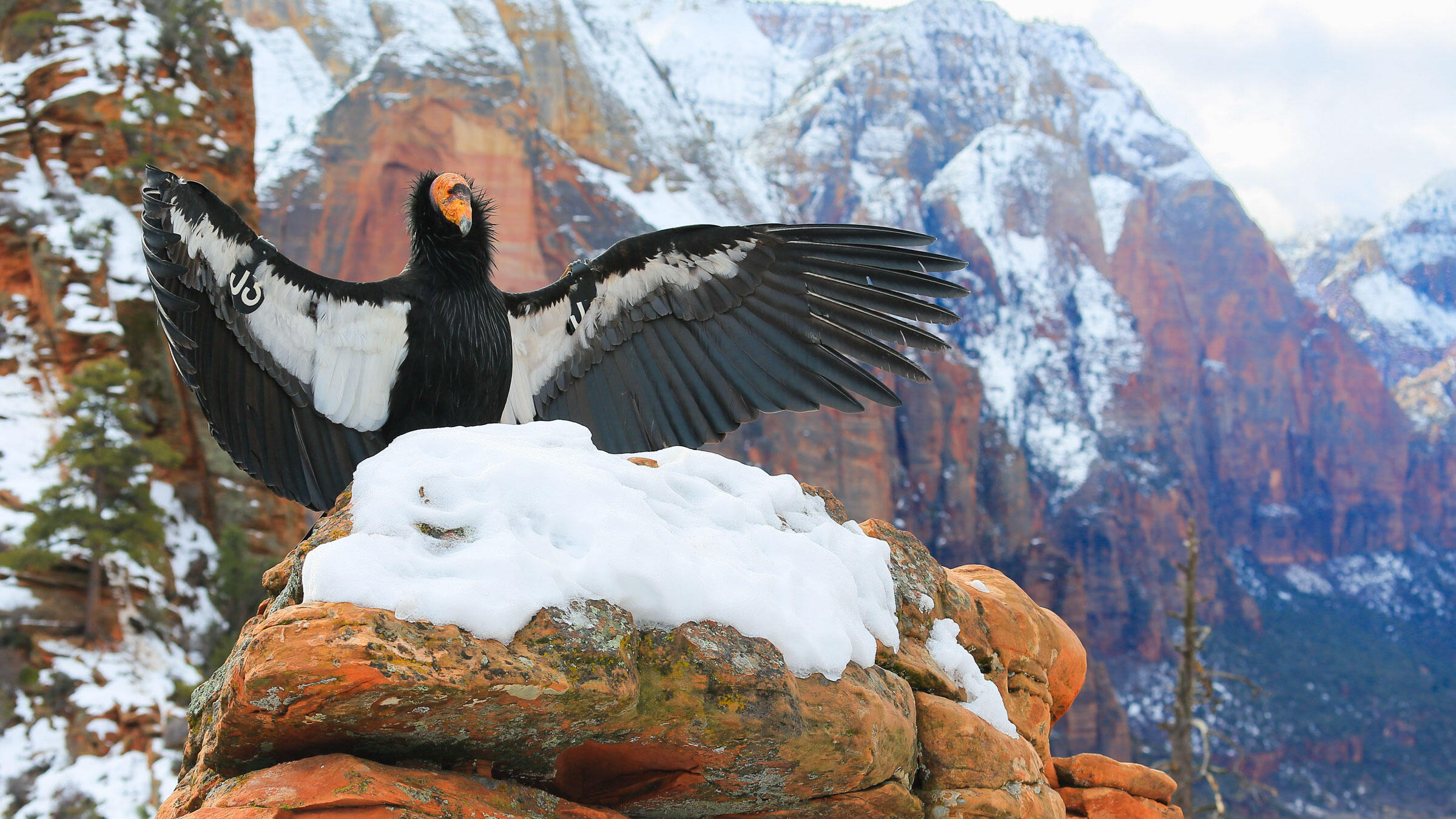 California Condors Could Soon Soar Above the Redwoods Again Thanks to