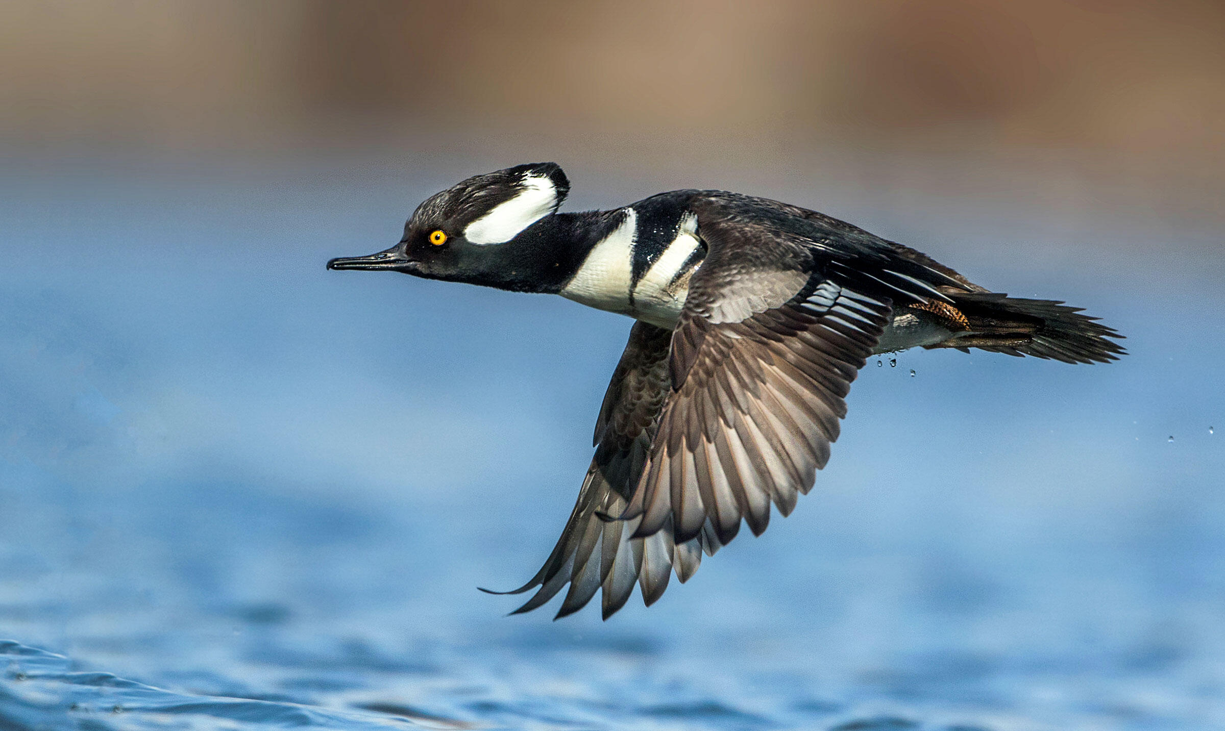 Christmas Bird Count 2017 2022 Results Summary Of The 118Th Christmas Bird Count, 2017-2018 | Audubon
