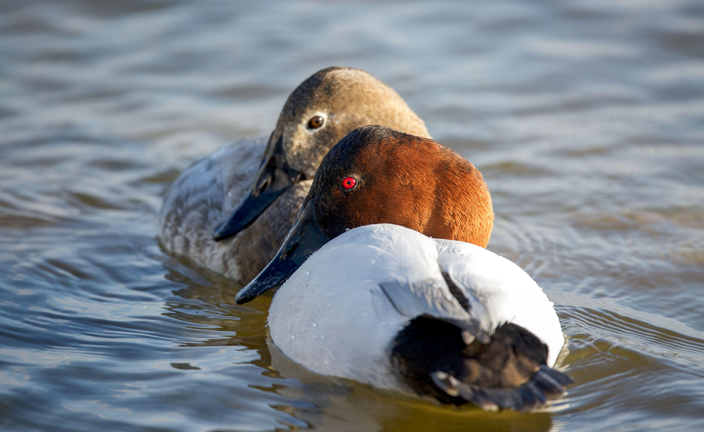 How to Tell a Canvasback from a Redhead Audubon