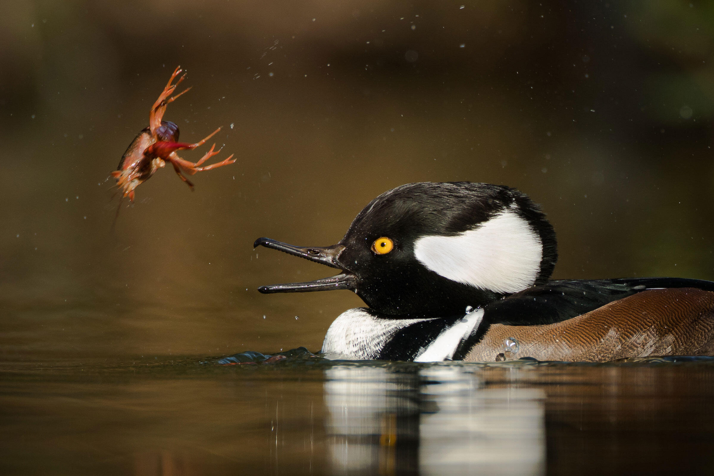 Astonishing! The Legless Birds You'Ve Never Heard Of - cepkrpc