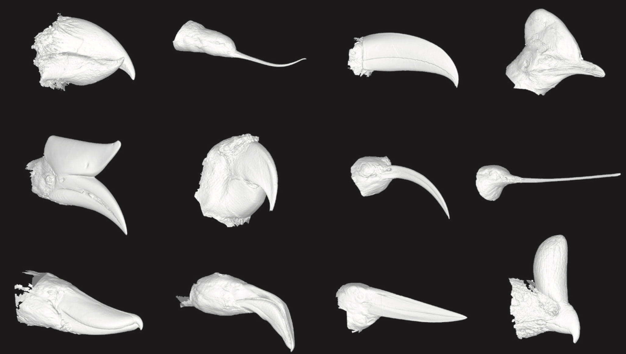 A Beak Boom Millions of Years Ago Created the Diversity of Bird Bills