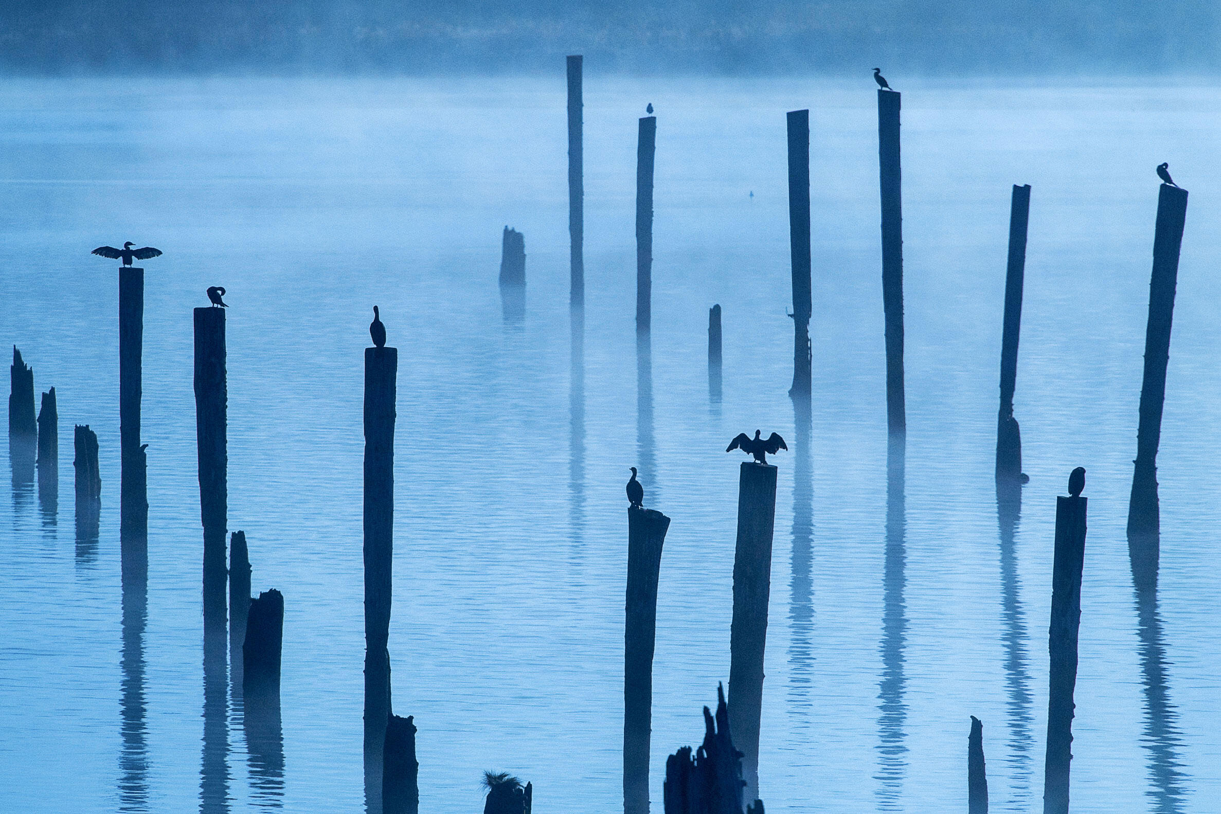 Western Cormorants Face ‘Collapse’ Under a Government Plan, Scientists Warn Western Cormorants Face ‘Collapse’ Under a Government Plan, Scientists Warn