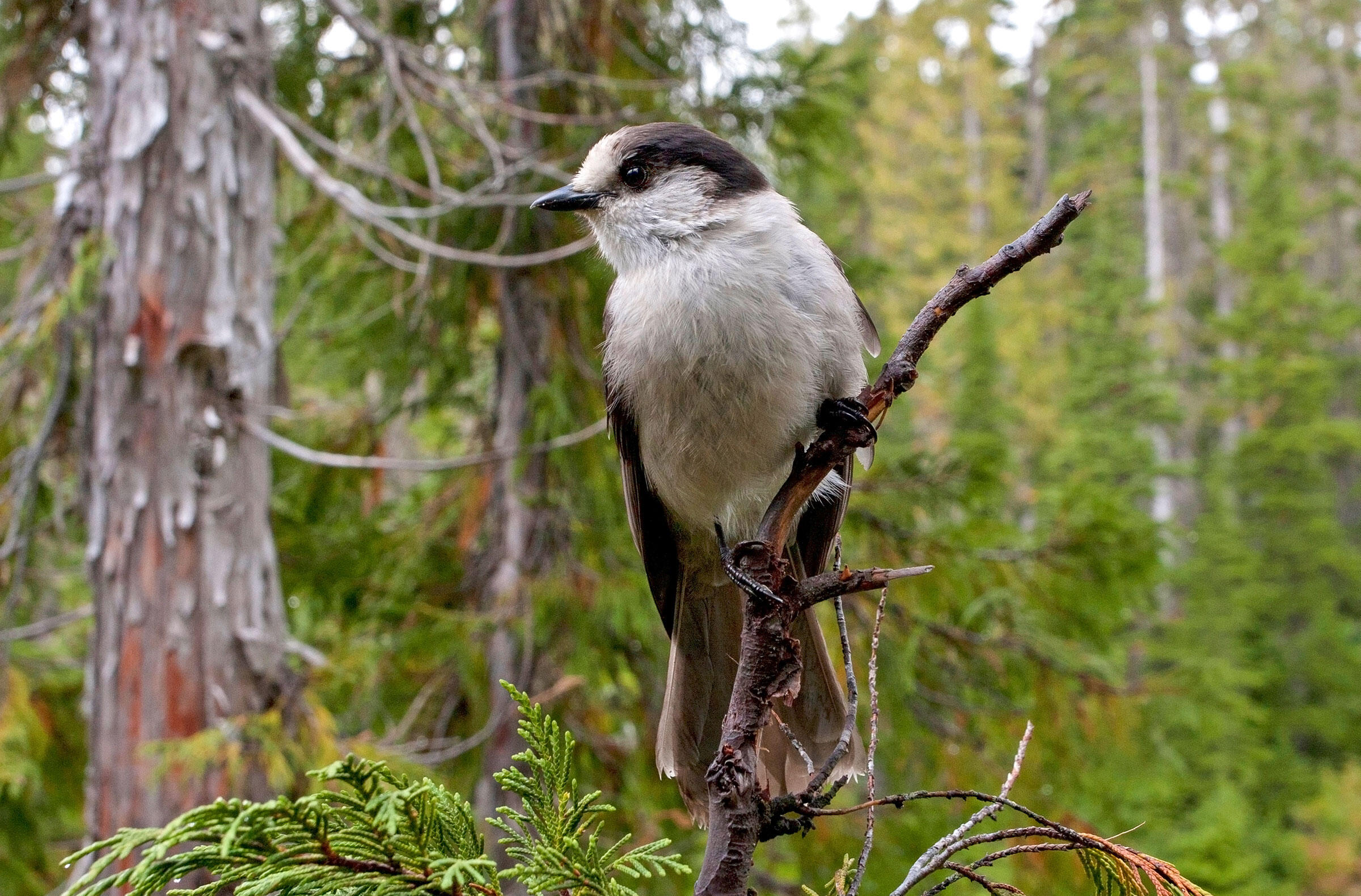 The Gray Jay Will Officially Be Called the Canada Jay Again | Audubon