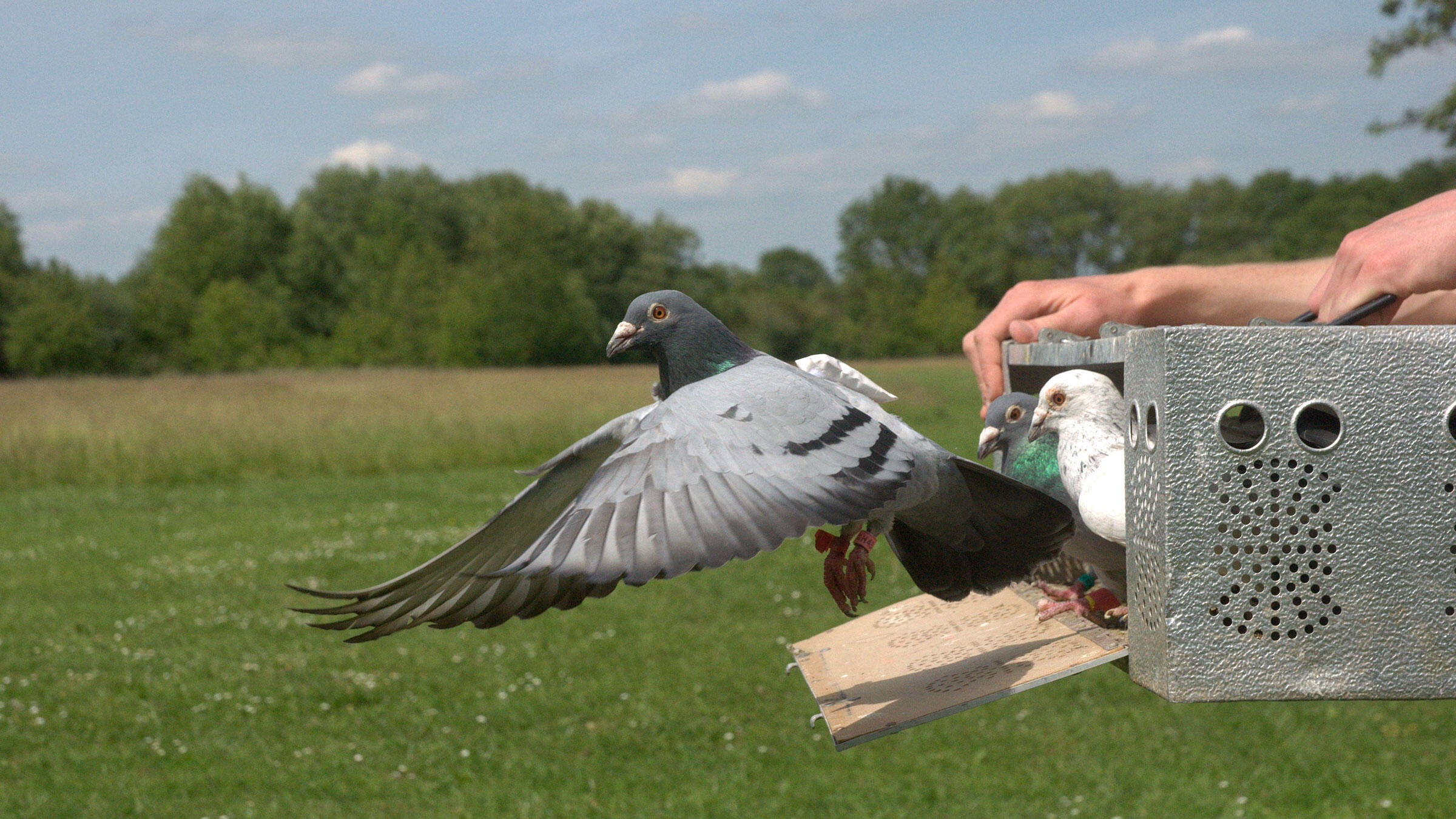In Homing Pigeon Flocks Bad Bosses Quickly Get Demoted Audubon