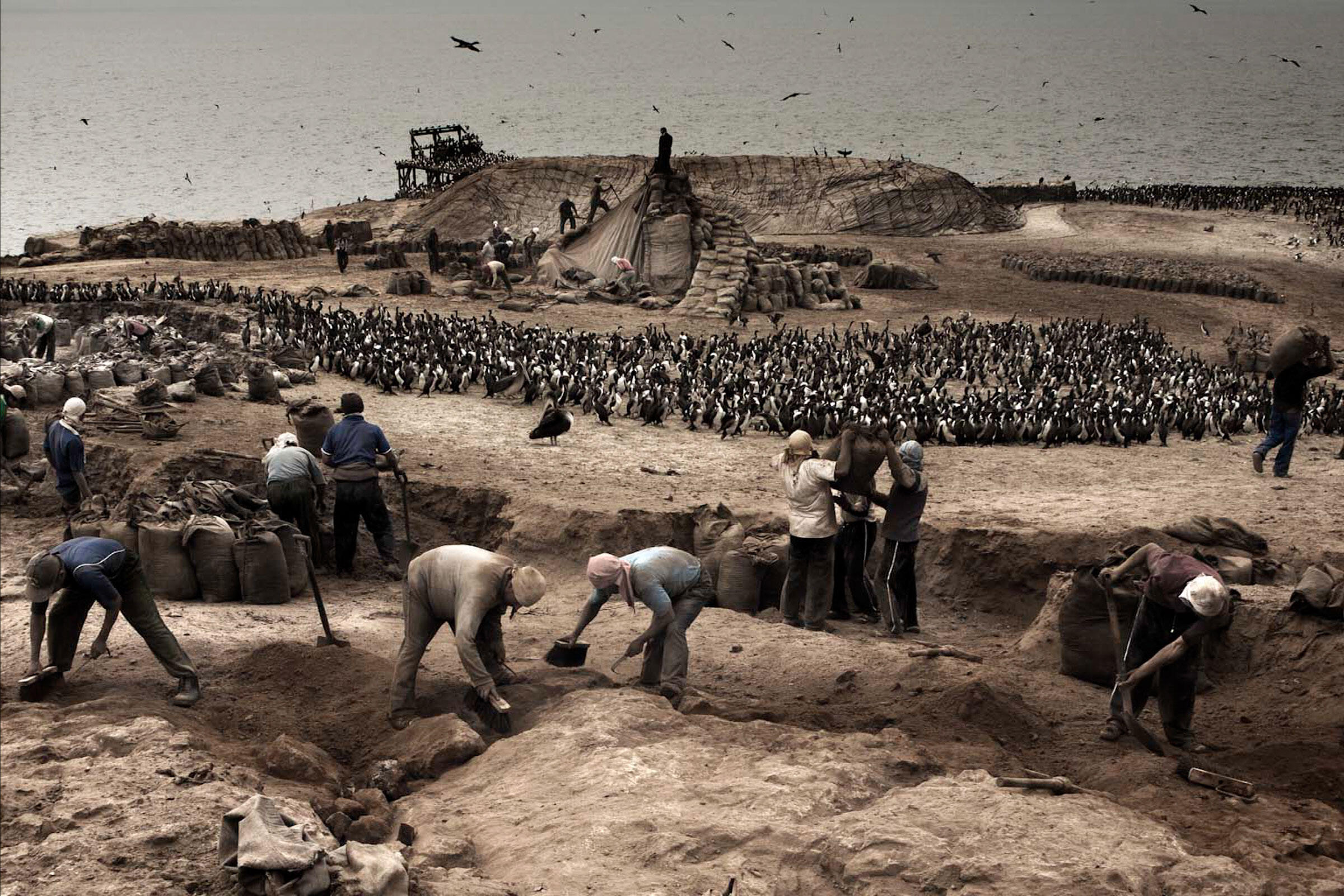 Holy Crap! A Trip to the World's Largest GuanoProducing Islands Audubon