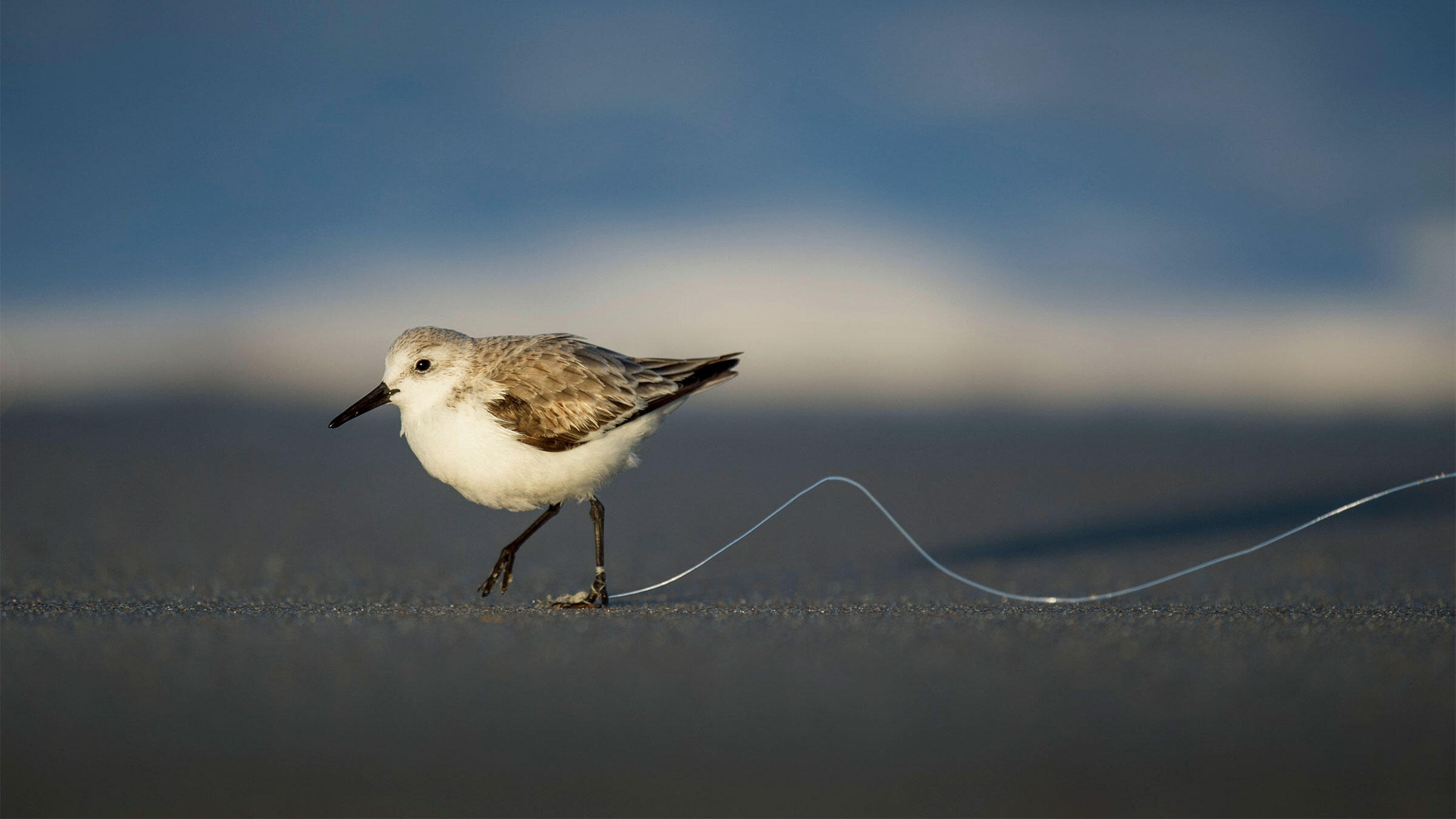 This Common Form of Plastic Pollution Is a Menace to Birds Audubon