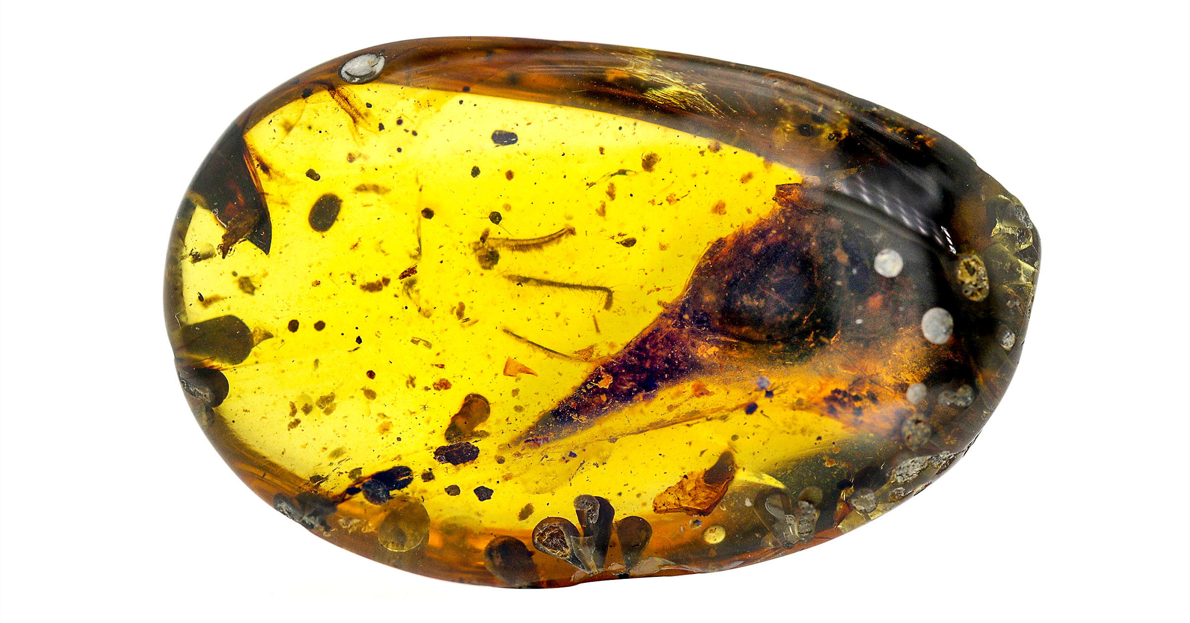 Where to find amber fossils