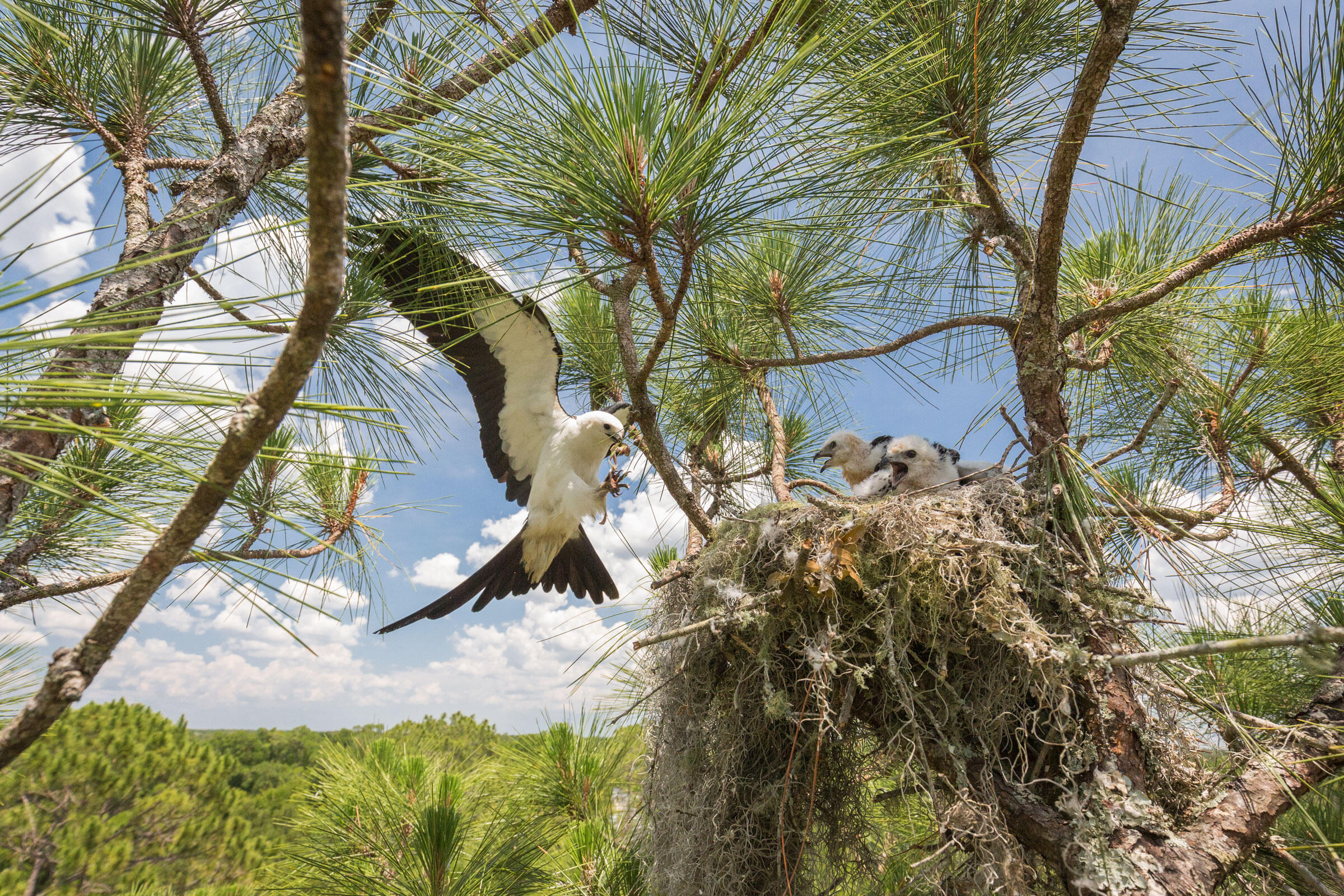 The Secret Lives of Swallowtailed Kites Audubon