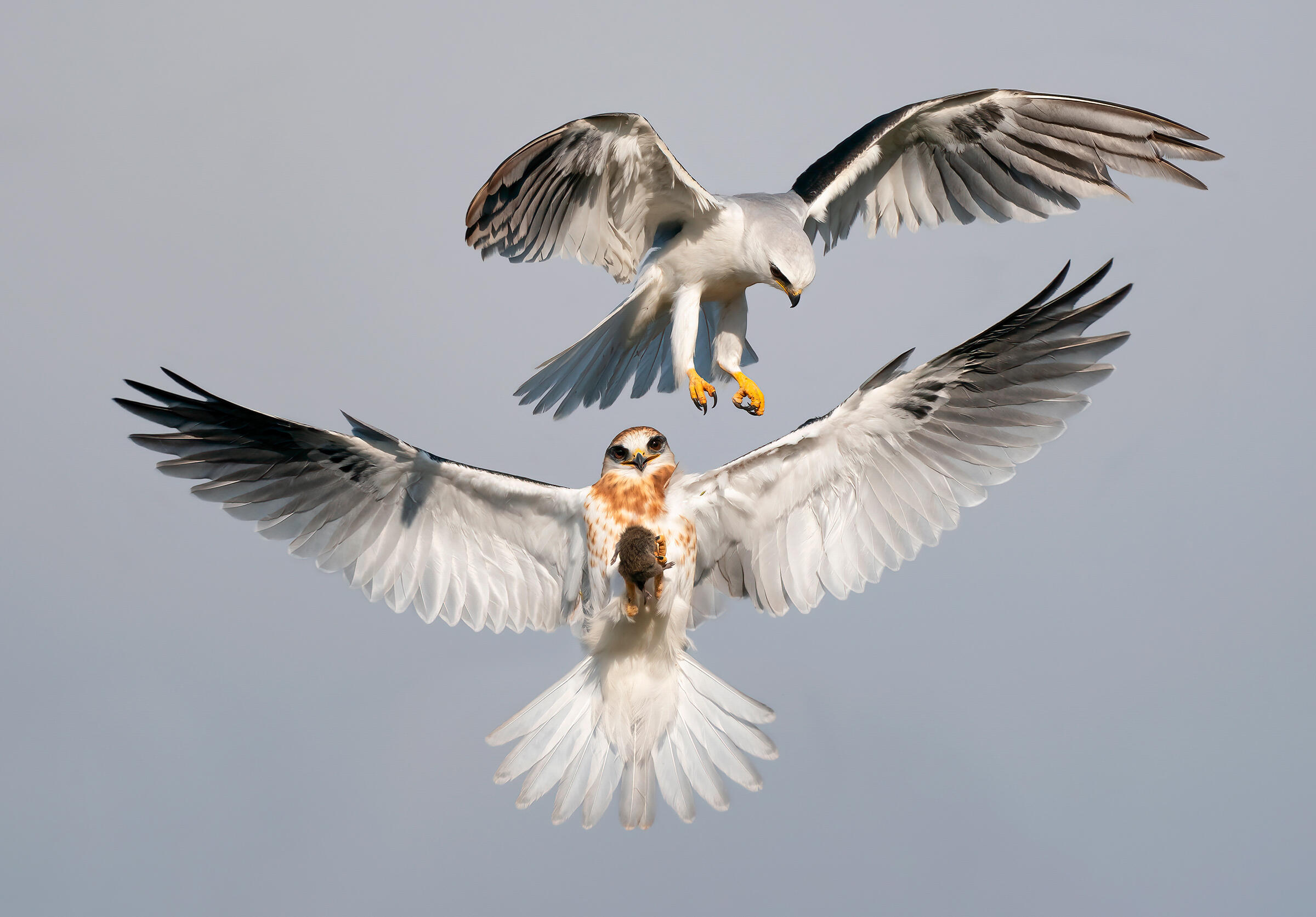 Audubon Photography Awards Audubon photo