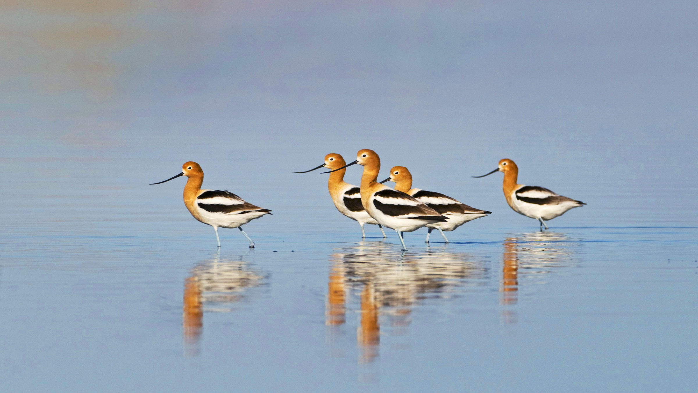 American Avocets on the Salton Sea. David Tipling/NPL/Minden Pictures