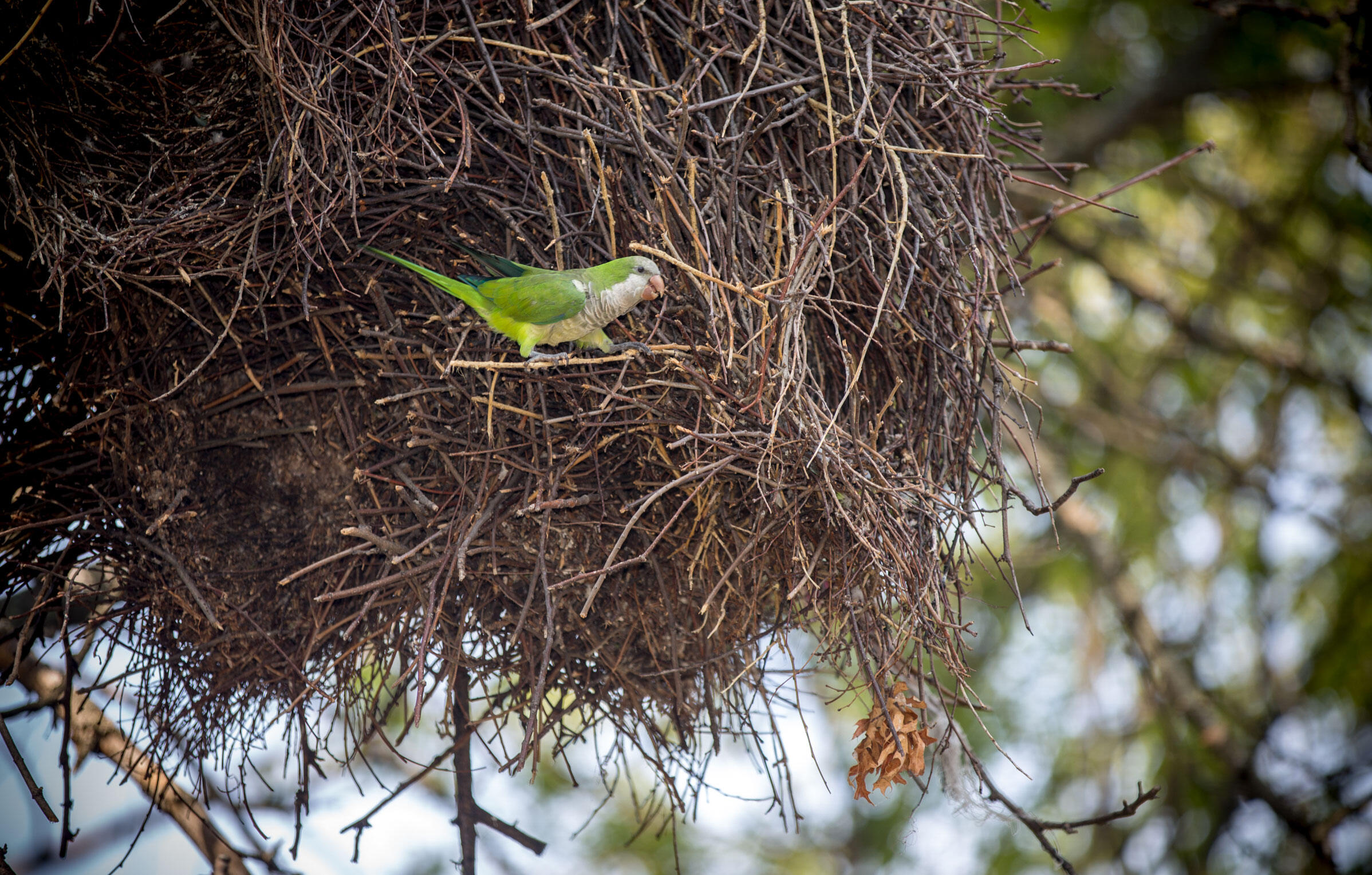 Exotic Parrot Colonies Are Flourishing Across the Country Audubon