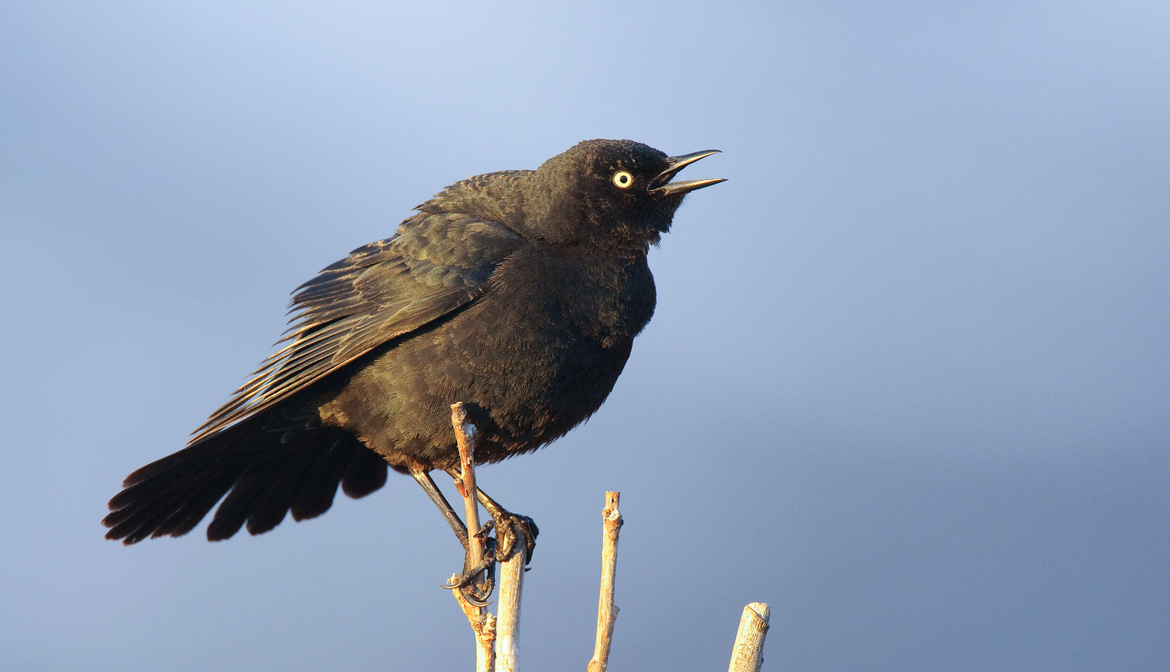 How to Find and Identify Rusty Blackbirds Audubon