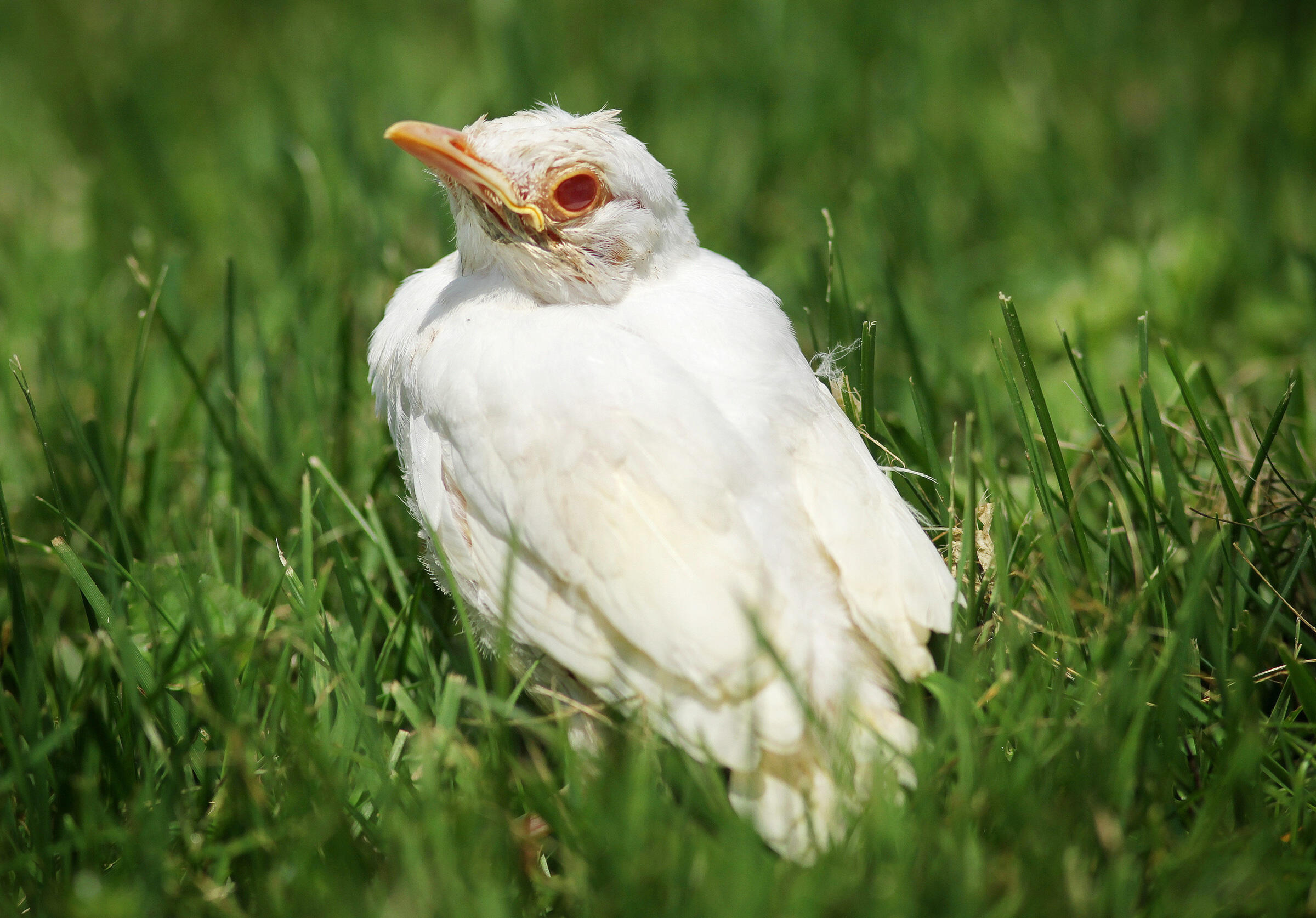 How To Tell If A Bird Is Albino Audubon