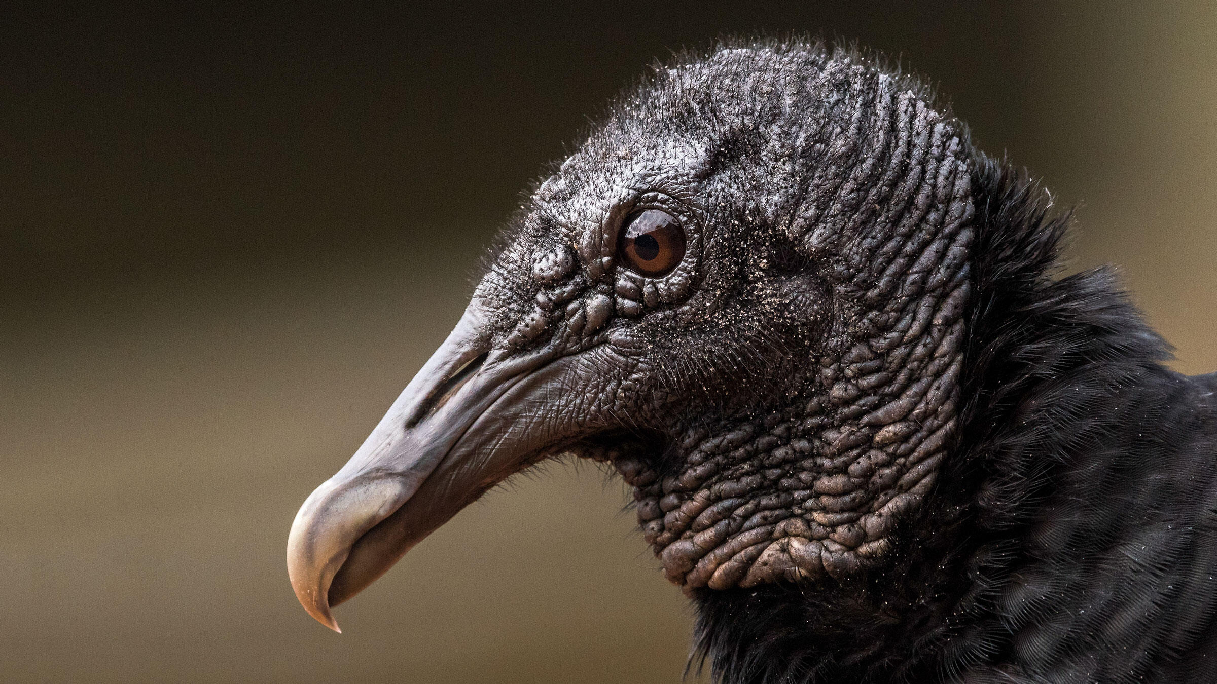 pic Vulchers Meaning birdist rule 60 figure out what kind
