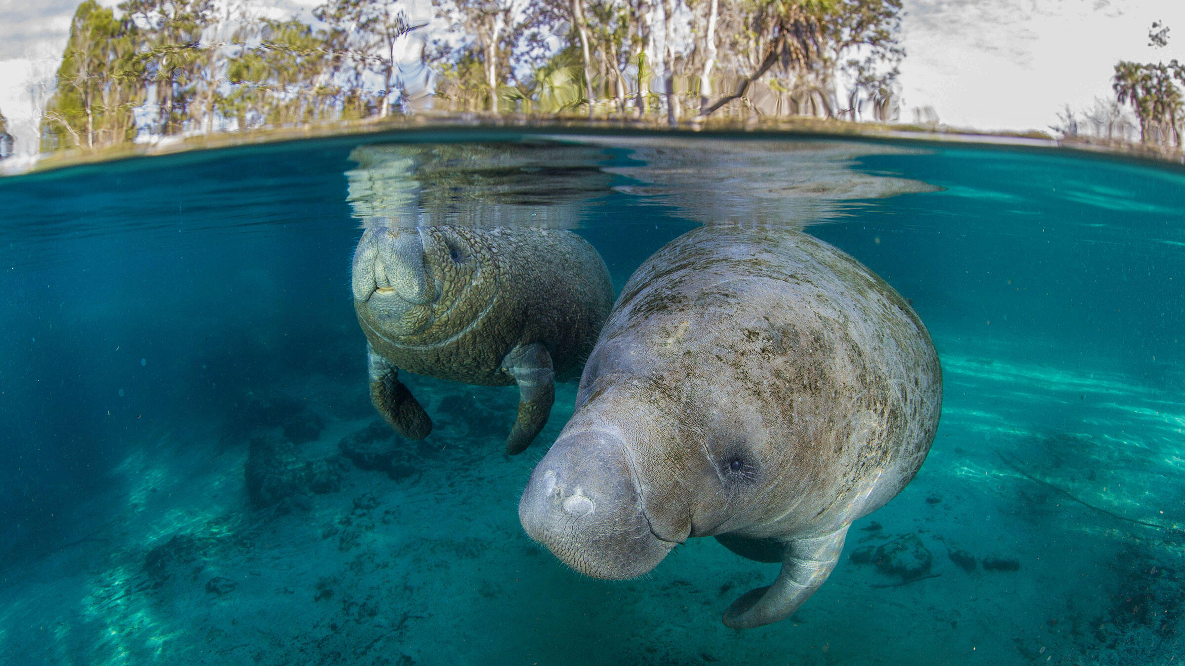 Migrating Manatees Delight Campers With Their Lazy Antics | Audubon