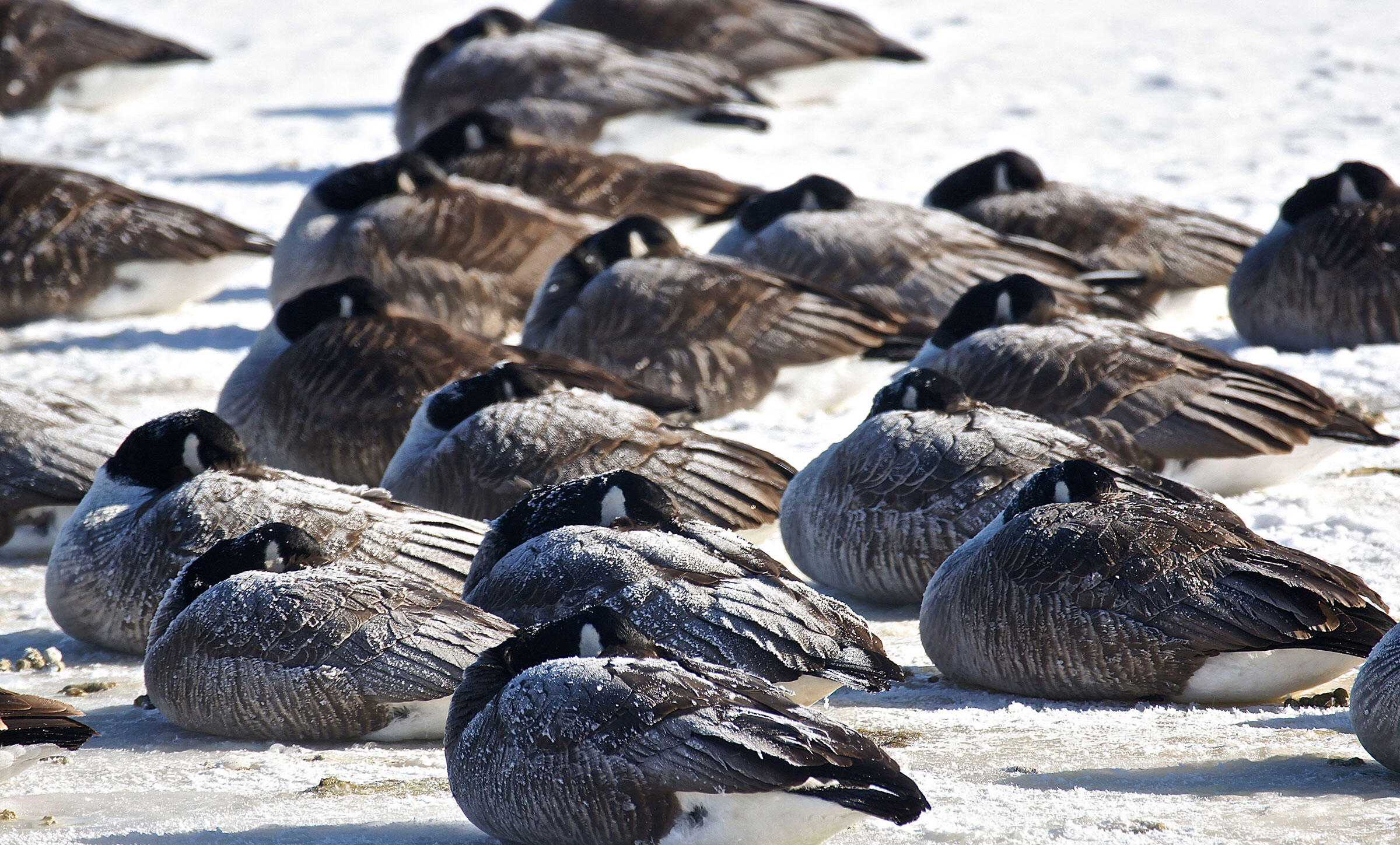 How Do Feathers Keep Birds Warm? Audubon
