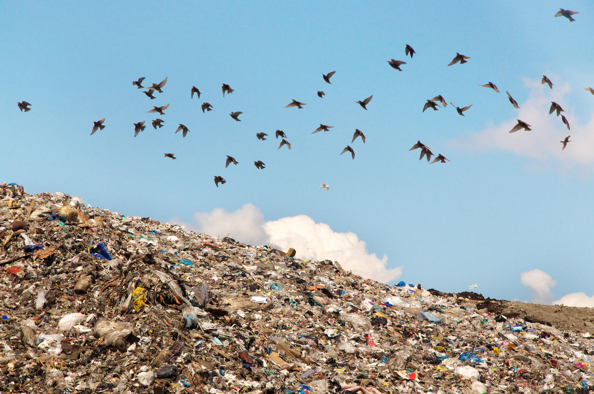 The Most Polluted Bird in the World Audubon