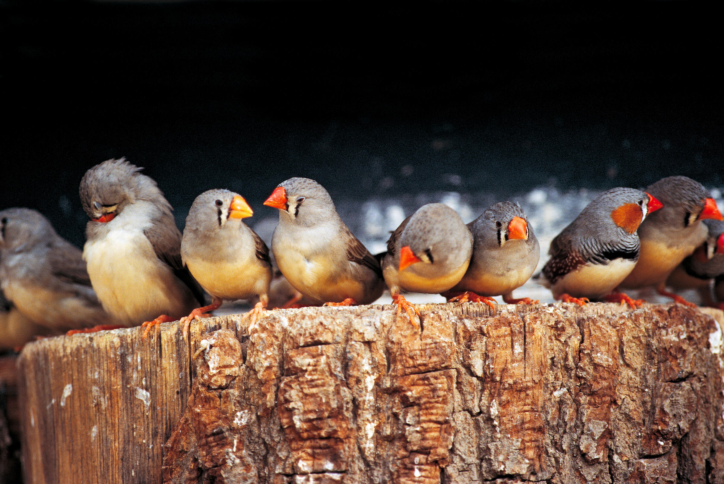 Young Zebra Finches Sow the Seeds of Rebellion Audubon