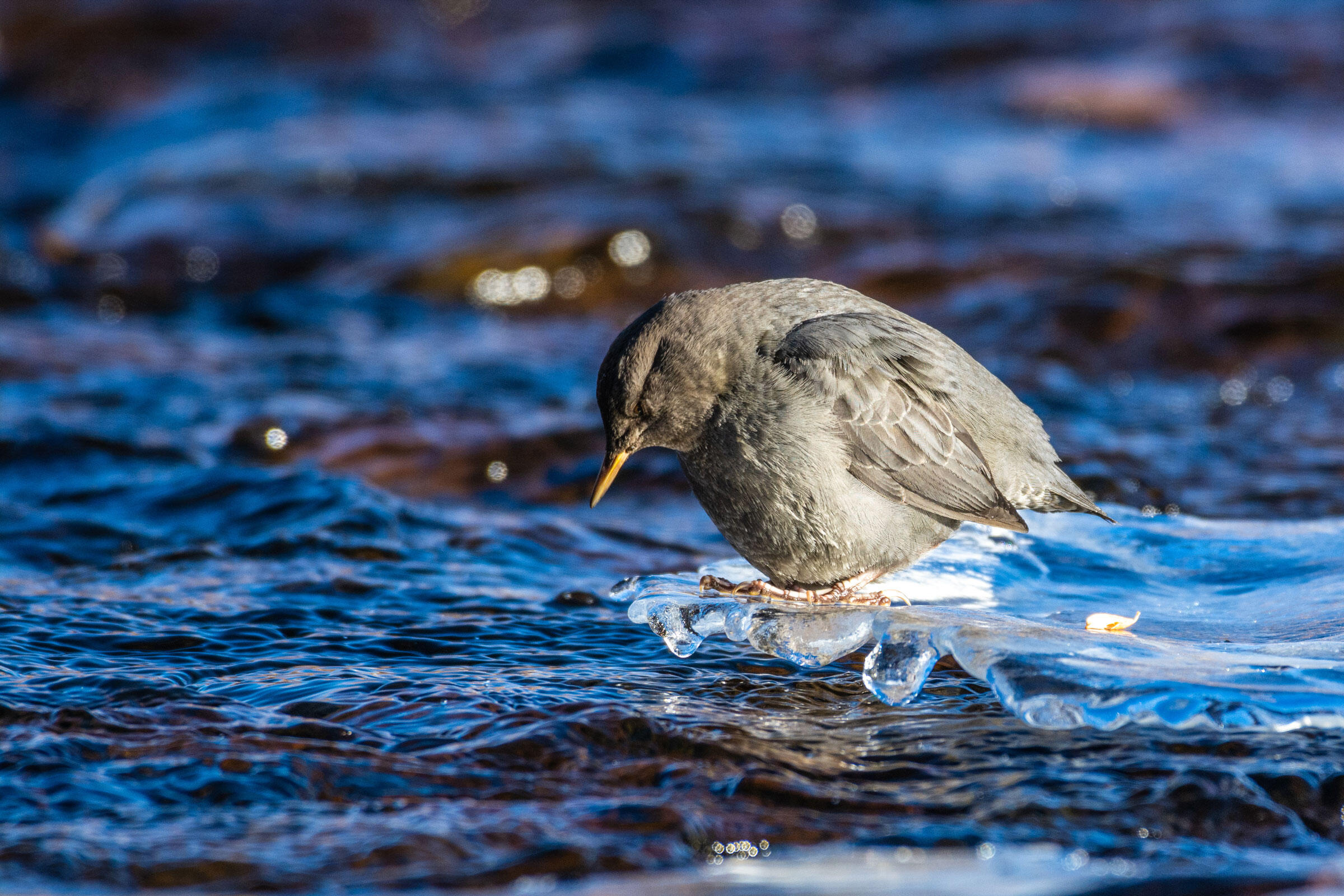 2020 Audubon Photography Awards Official Rules | Audubon