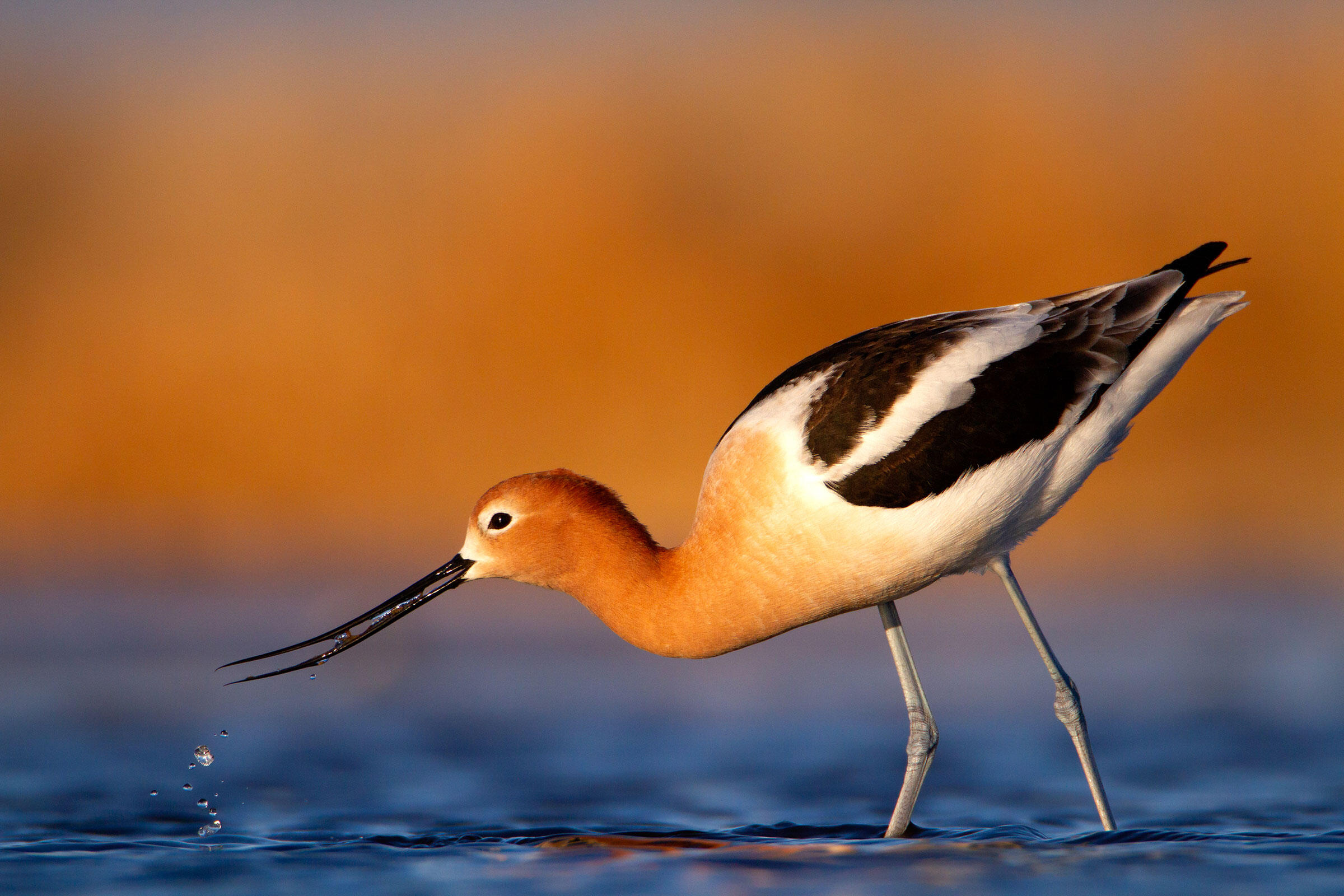 Audubon Photography Awards 2022