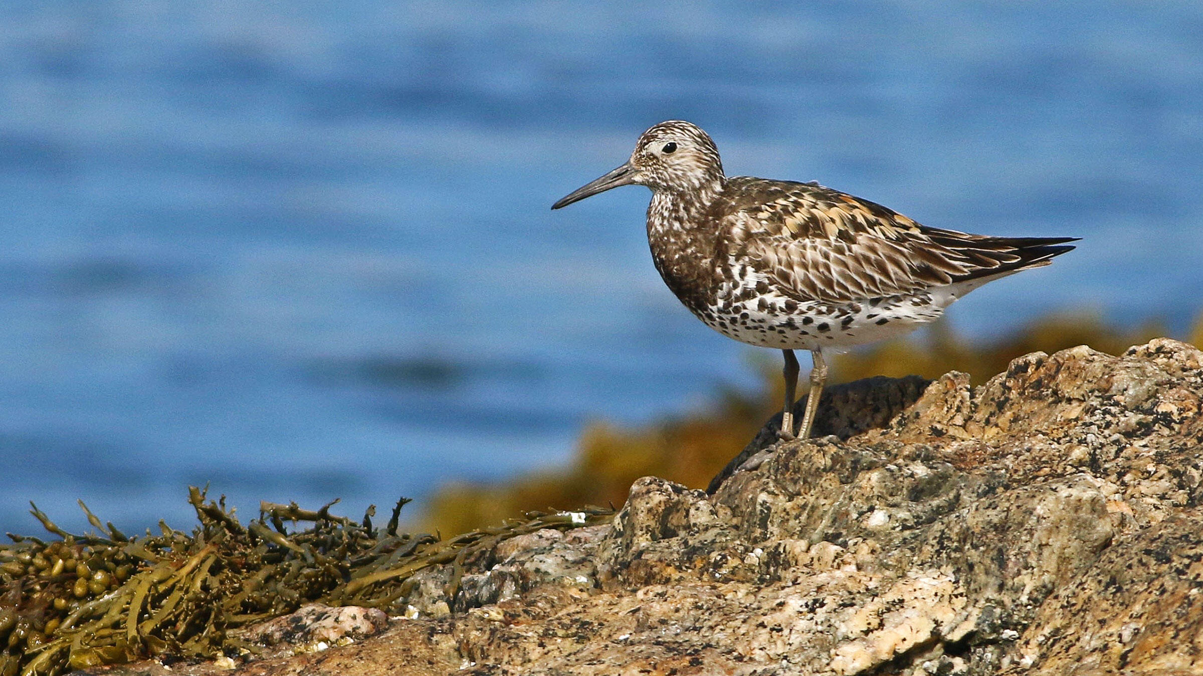 Extremely Rare (and Lost) Bird Seen Vacationing Near the Coast of Maine
