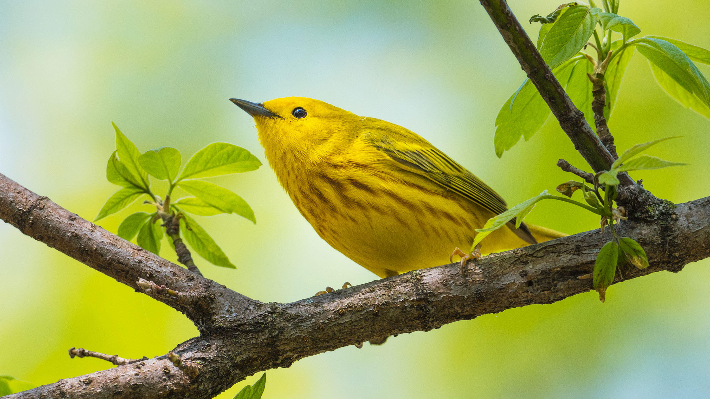 Six EyeCatching Warblers That Deserve Your Attention Audubon