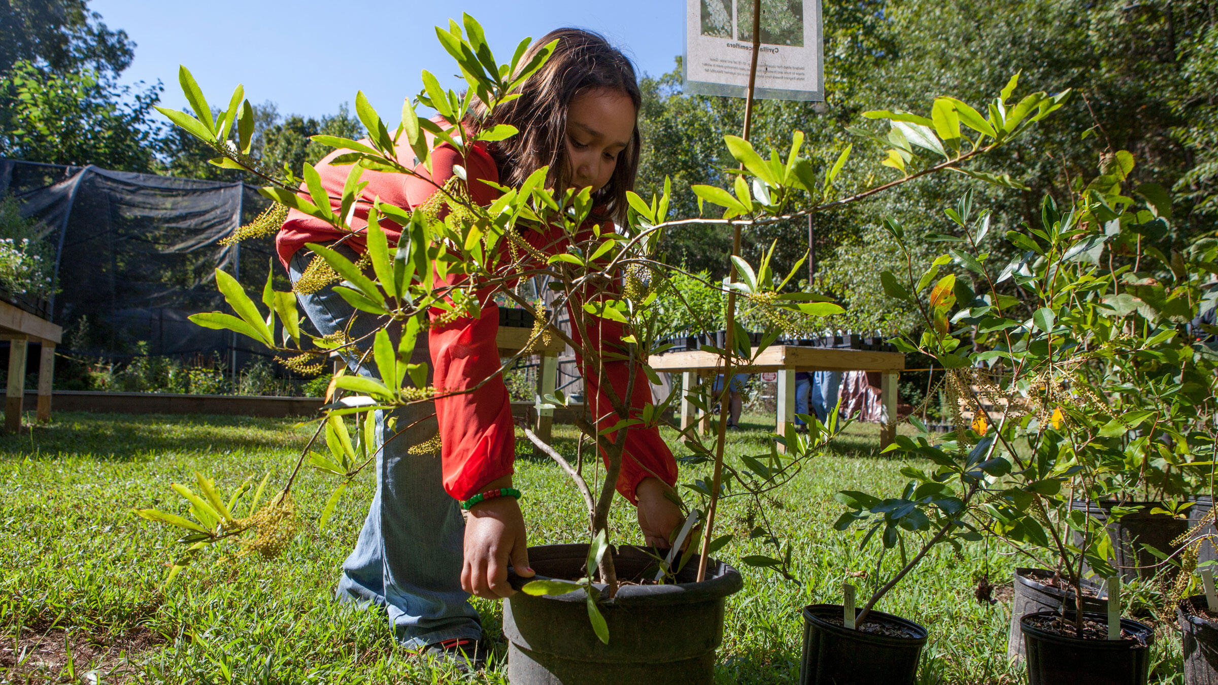 So You Have Your List of Native Plants. Now What? Audubon