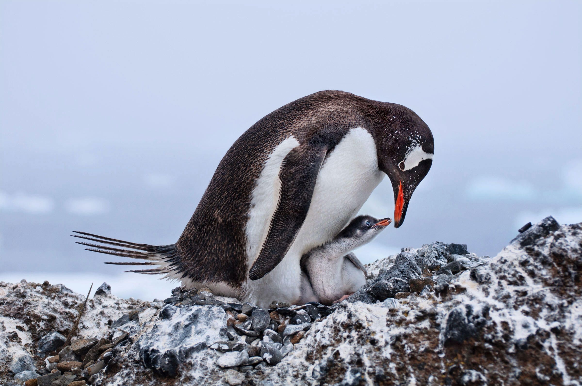 Audubon Photography Awards Winner Donates Grand Prize Money to Help ...