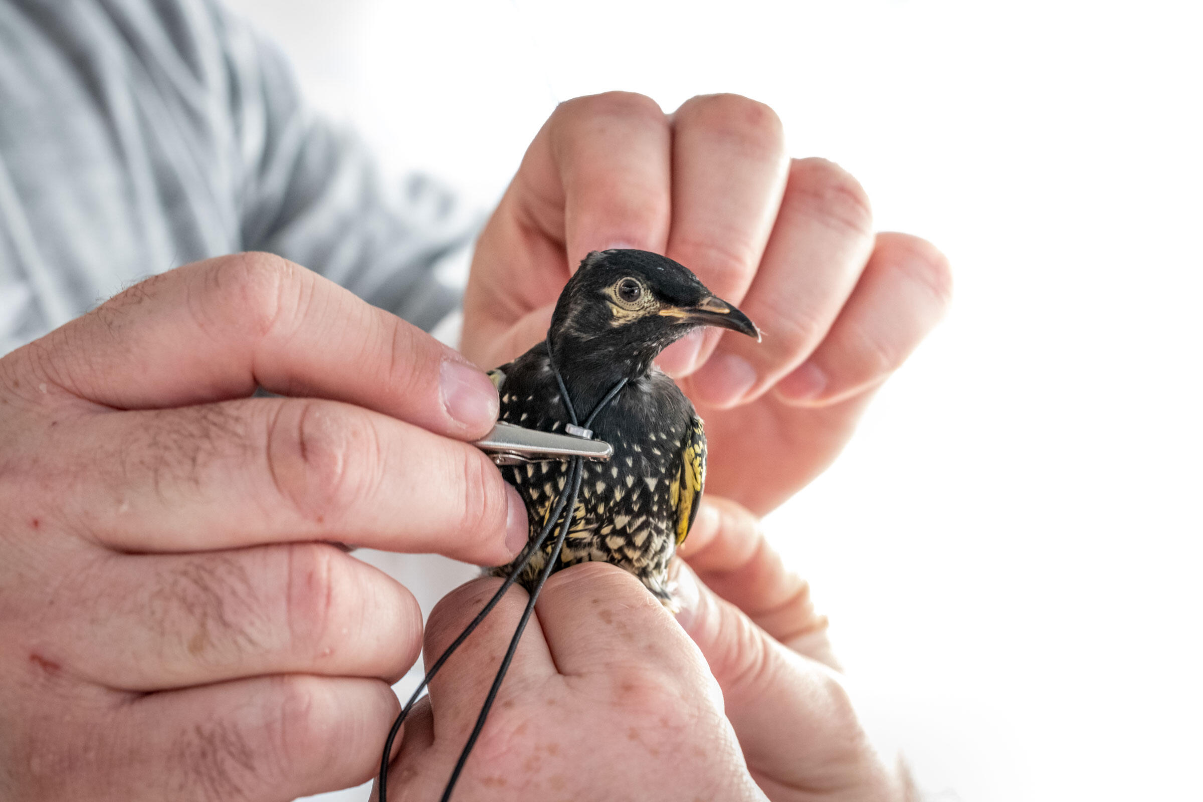 Can This Critically Endangered Bird Survive Australia S New Climate Reality Audubon can this critically endangered bird