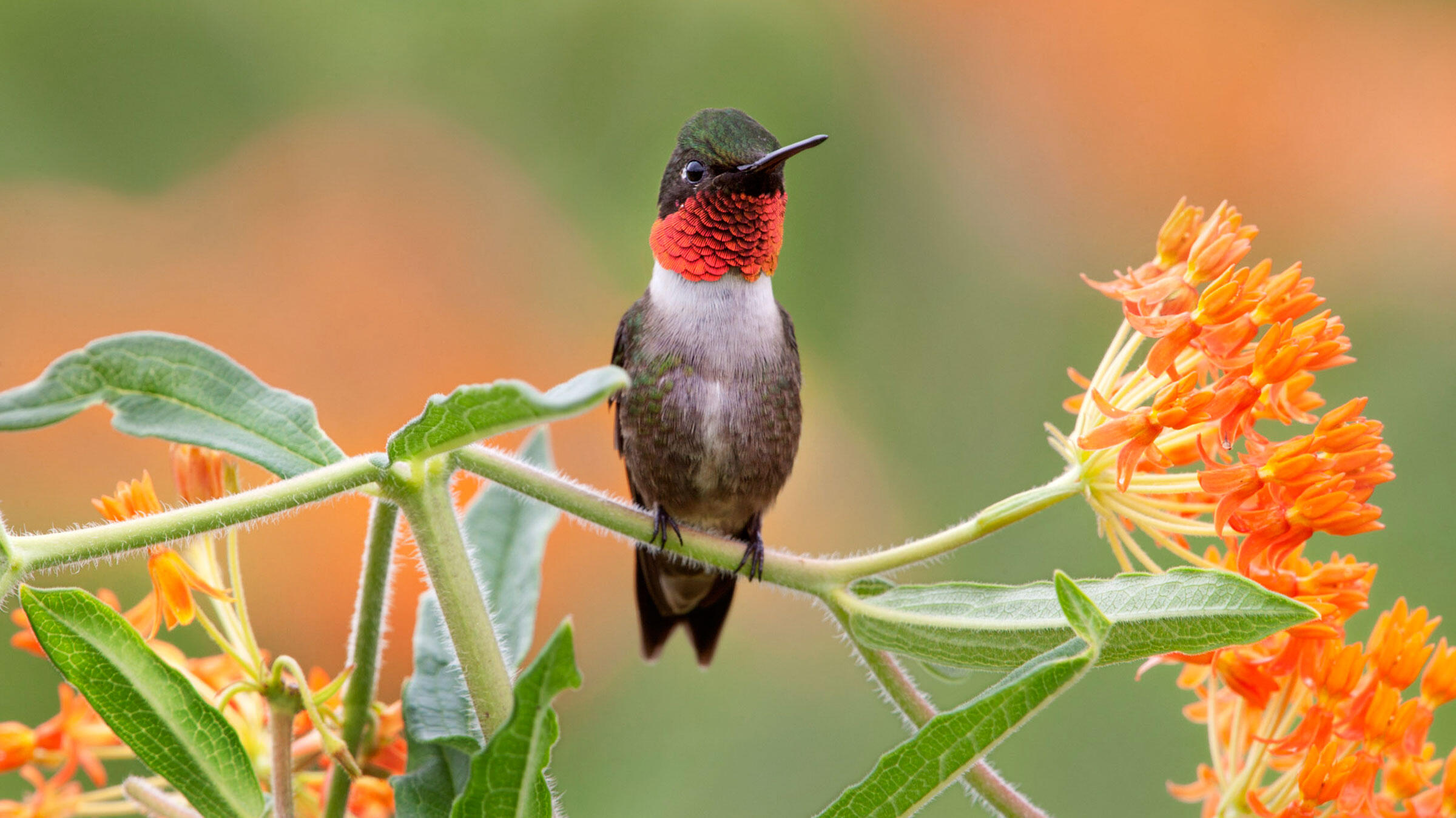 Plants for Birds - Birds That Eat Marijuana In Feeders