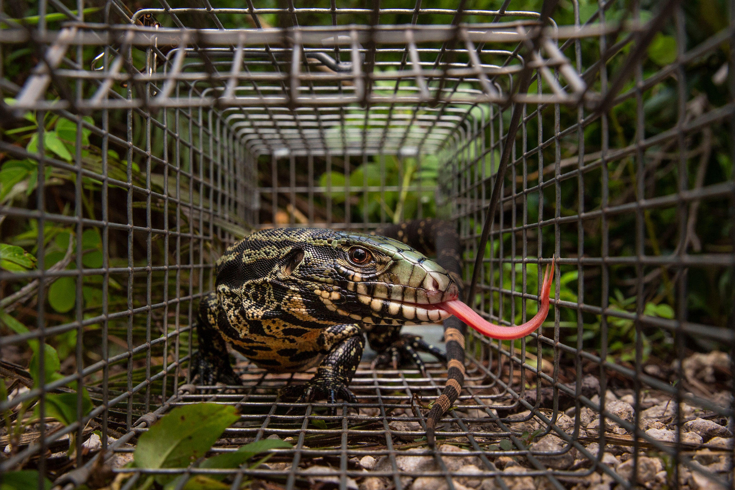 Invasive Reptiles Are Taking Over Florida—and Devouring Its Birds Along the Way Audubon
