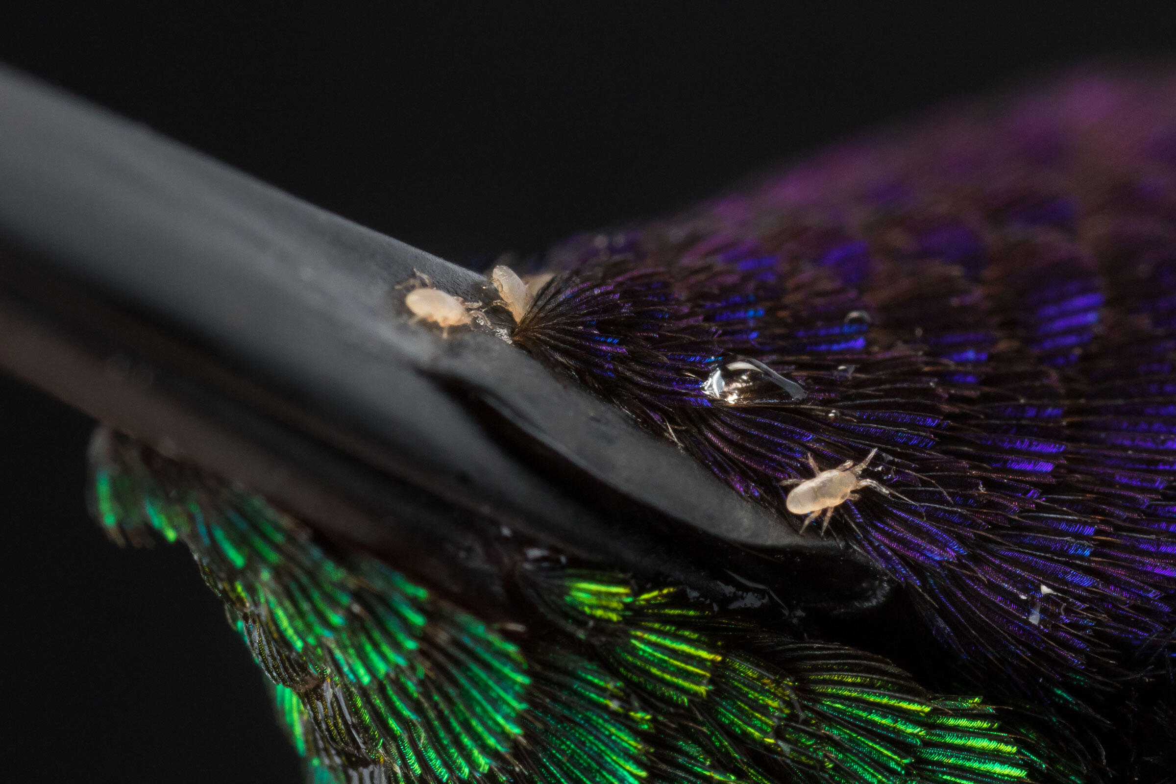 Mites Take Flight on Hummingbird Beaks Audubon