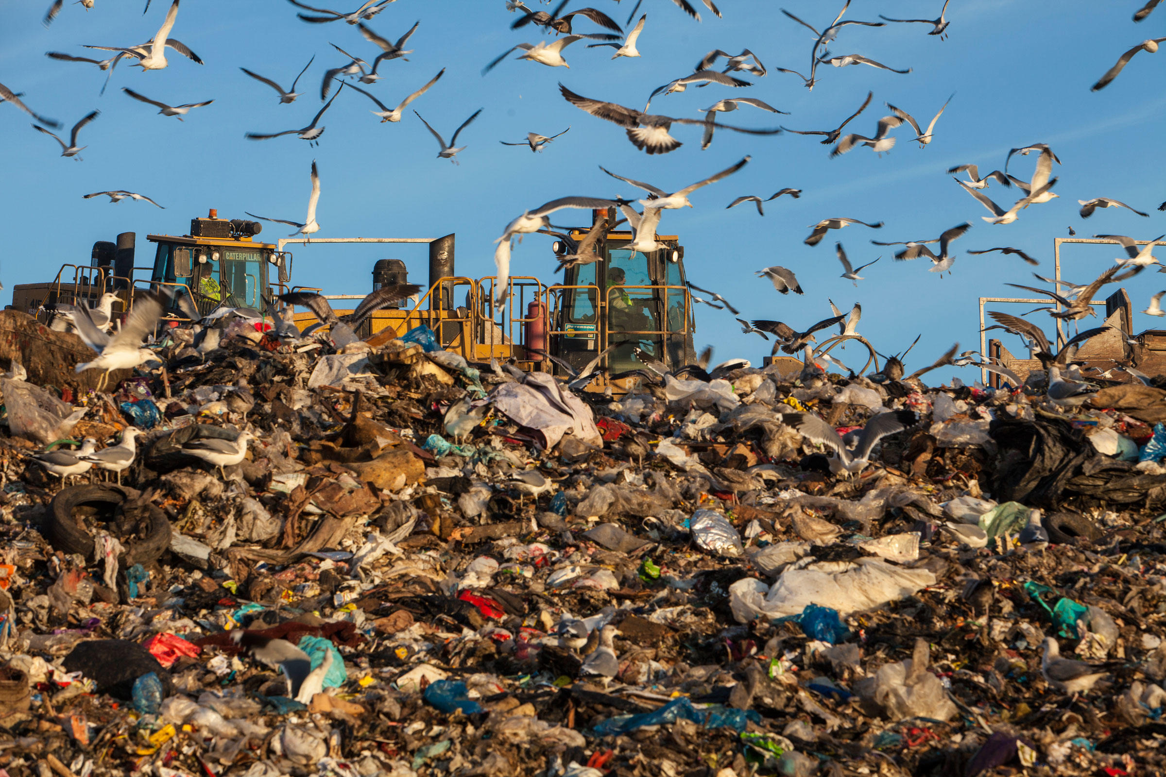 Birdist Rule 44 Learn to Love Landfills and Sewage Treatment Plants Audubon