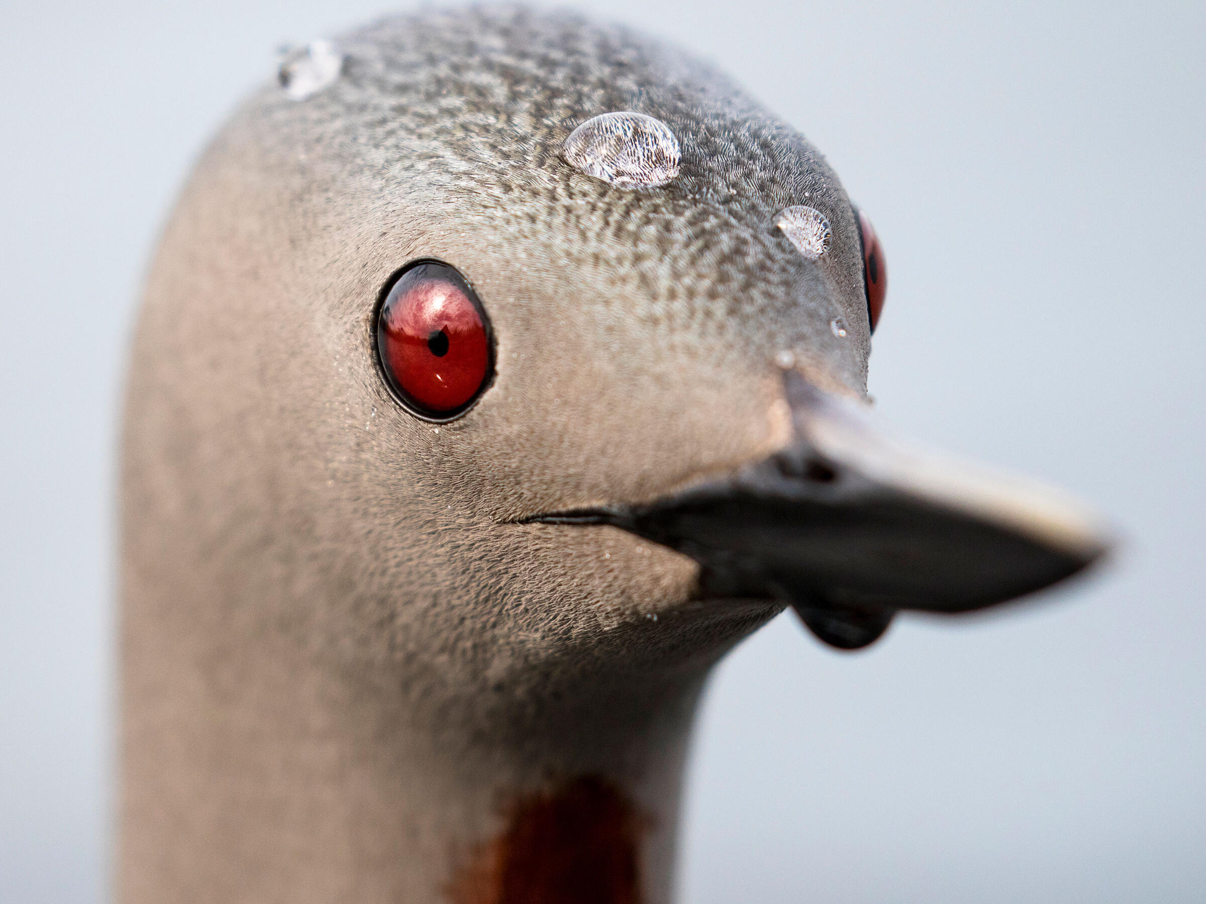 How One Photographer Got Up Close and Personal With a Curious Loon