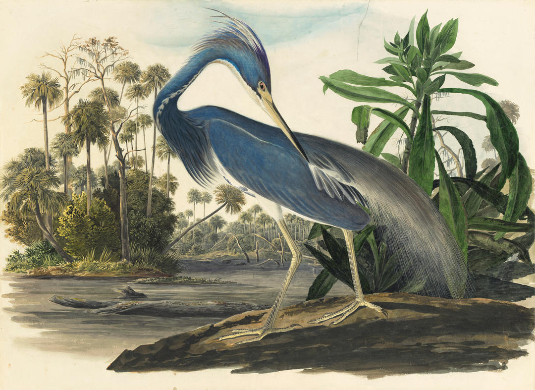 Audubon’s Original Watercolors on Display at the New York Historical