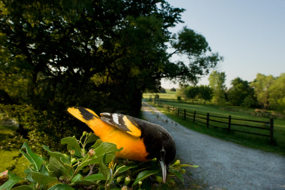 Ode to Audubon Audubon