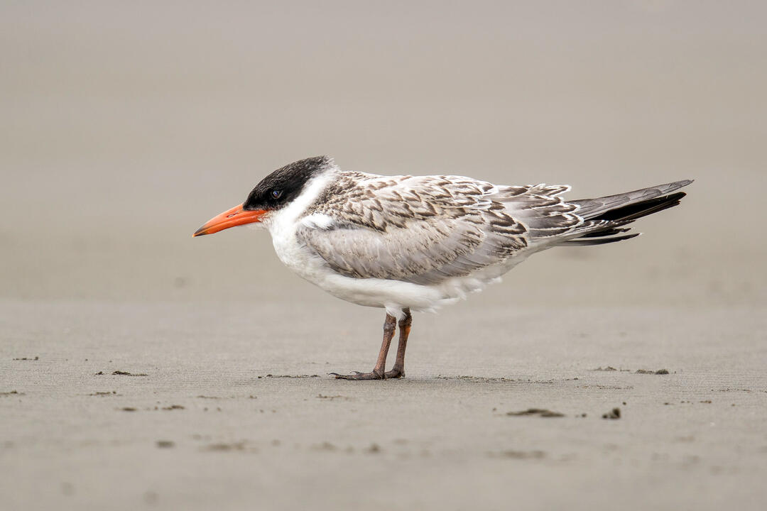 Why Heat Waves Amplified by Climate Change Are a Big Problem for Baby Birds - National Audubon Society
