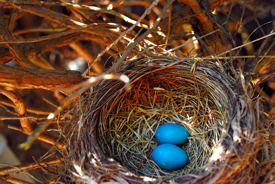What It'd Take to Build a Humansized Robin's Nest Audubon