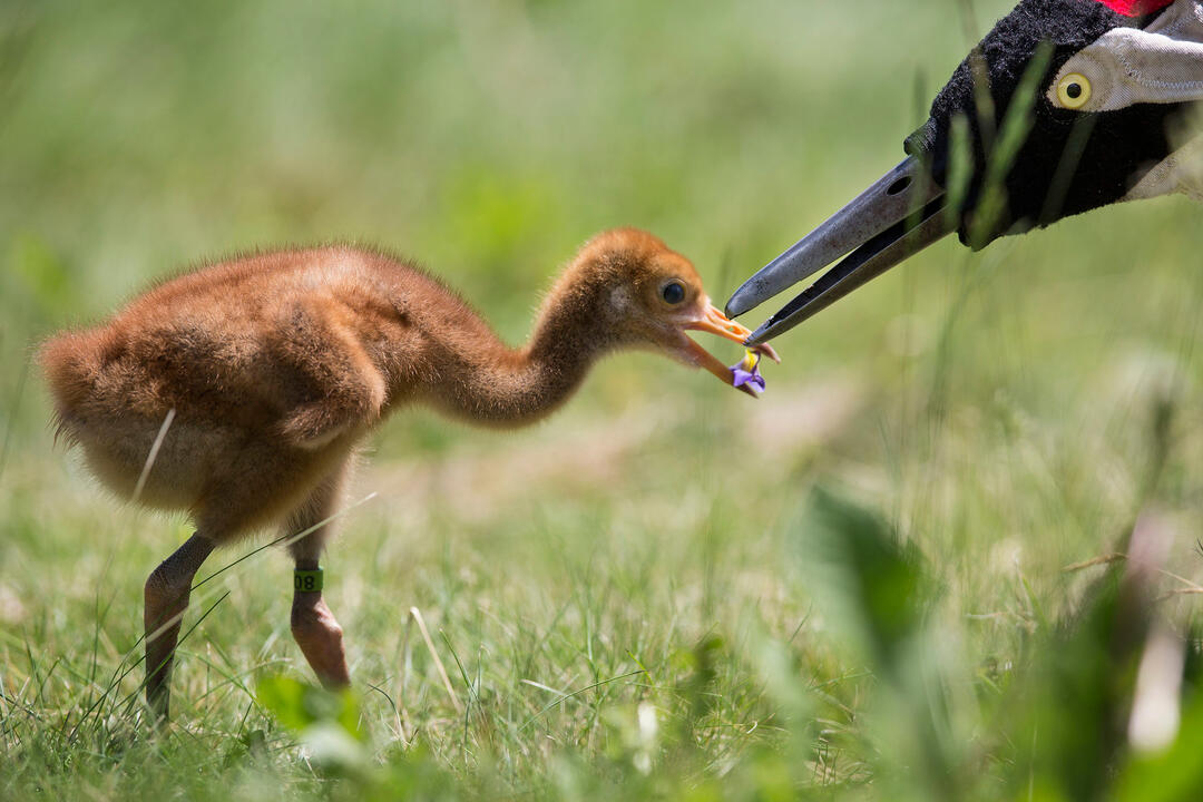 How to Raise a Wild Bird The Tricks and Costumes Behind the Whooping