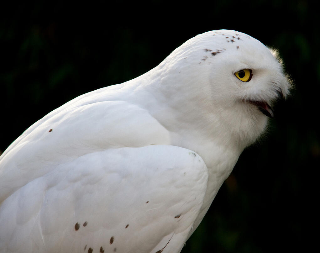 Snowy Owls Bird Expert Kenn Kaufman Answers 12 Questions Audubon