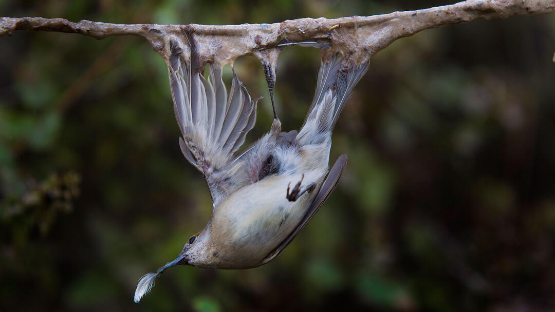 Nearly a Million Songbirds Trapped in Cyprus's 'Killing Fields' Audubon