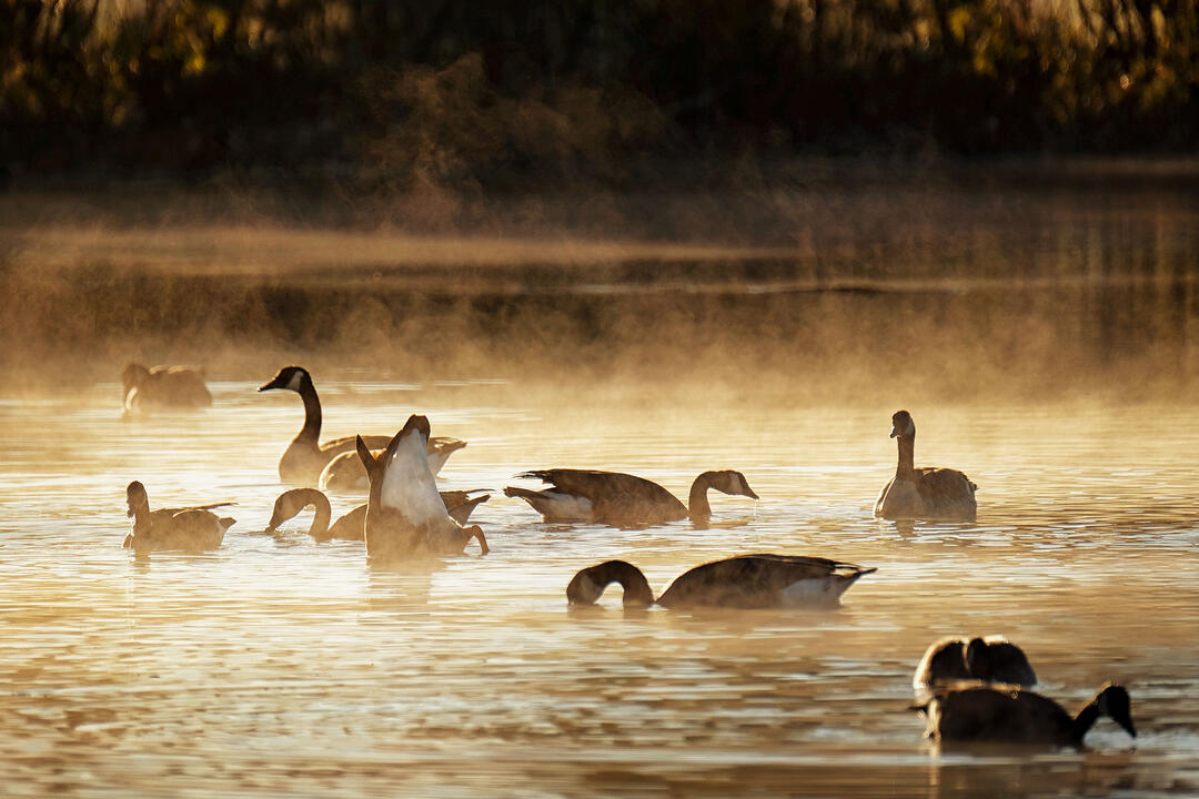 An Ode to Common Birds—and to Cherishing What We've Got - Vimarsana News