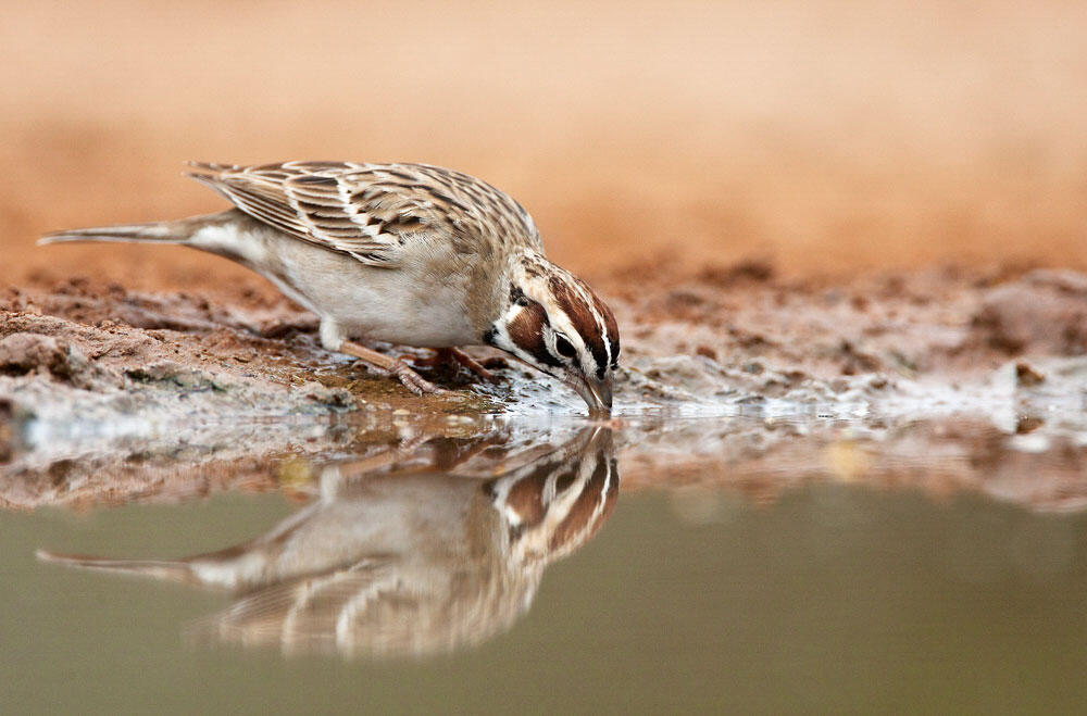 50 Years Later America S Breeding Bird Survey Keeps Delivering New Insights Audubon